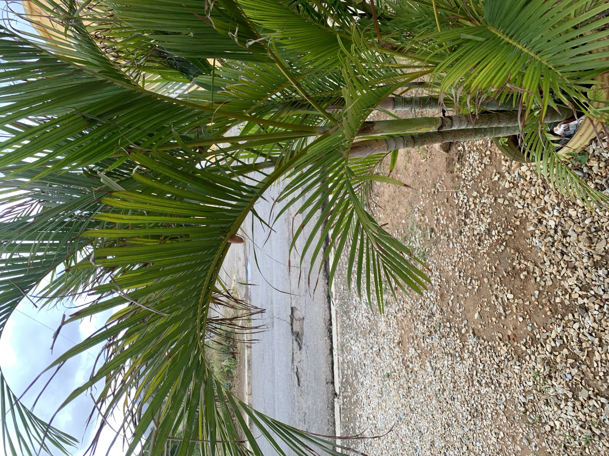 This image, captured in La Tagua, Venezuela, displays an outdoor scene heavily framed by the lush, green fronds of several palm trees. The view looks upward through the foliage, with the vibrant leaves dominating the foreground and upper portions of the frame.
The palm fronds are long and feathery, primarily a healthy green, though some show hints of browning or dryness at their tips. Behind the dense canopy, the segmented, light-colored trunks of the palm trees are visible, appearing slender and a mix of green and light brown. Near the base of one palm, a weathered metal container, possibly an old bucket, holds some refuse, including a plastic bag.
Stretching horizontally across the middle ground is a paved road or path. Its surface shows signs of wear, including cracks and a noticeable pothole or damaged area. Adjacent to the road on the right, the ground is covered with a spread of small, light-colored pebbles and gravel intermingled with dirt. The far left of the image beyond the road reveals a strip of sparse ground vegetation and dirt.
Through the gaps in the palm fronds, particularly on the left side, a bright, partly cloudy sky is visible, indicating it is daytime. There are no people, animals, or specific activities depicted, and no visible text. The scene conveys a sense of a tropical or subtropical roadside environment, possibly in a semi-developed or rural area.