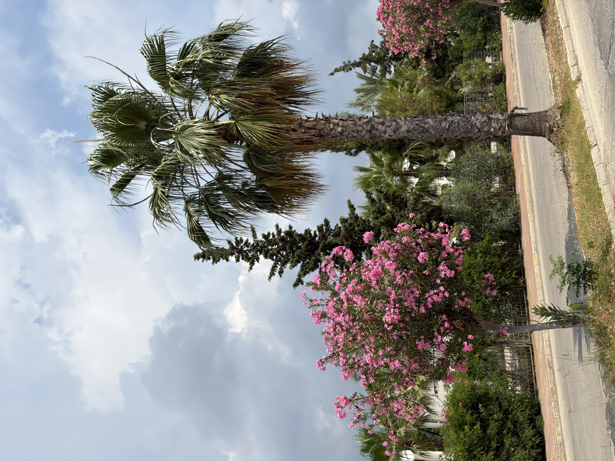 In the city of Unknown, Unknown, a street scene unfolds under a cloudy sky. A tall palm tree stands prominently on the right, its rough, textured trunk supporting a canopy of green fronds. To the left of the palm, a smaller tree bursts with vibrant pink flowers, its delicate blossoms creating a stark contrast with the tropical foliage. Behind these trees, a variety of other greenery, including a dark green conifer, fills the background. The street itself, paved with asphalt and bordered by a curb and sidewalk, runs through the scene. A narrow strip of grass and dry vegetation lines the side of the road. A metal fence is visible in the mid-ground, suggesting a property boundary. The overall impression is one of a warm climate, likely a residential or commercial area, with lush vegetation adding color and texture to the urban landscape.