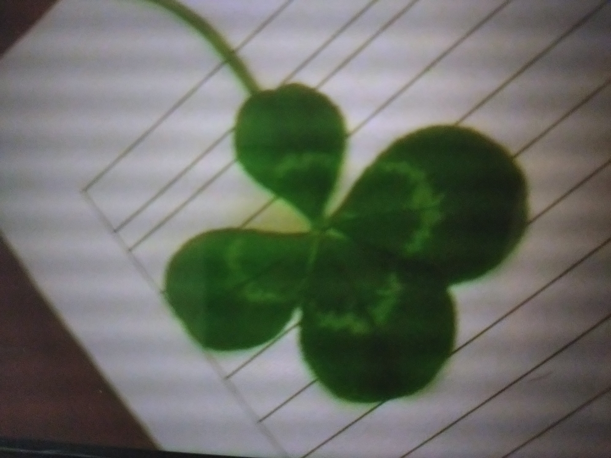 A four-leaf clover lies on a lined piece of paper. The clover is green and appears to be fresh. The paper has thin, dark lines. The clover and paper are on a surface that may be a desk or table. Location is unknown and no further details are available about the surroundings or city of Stara Zagora, Bulgaria.