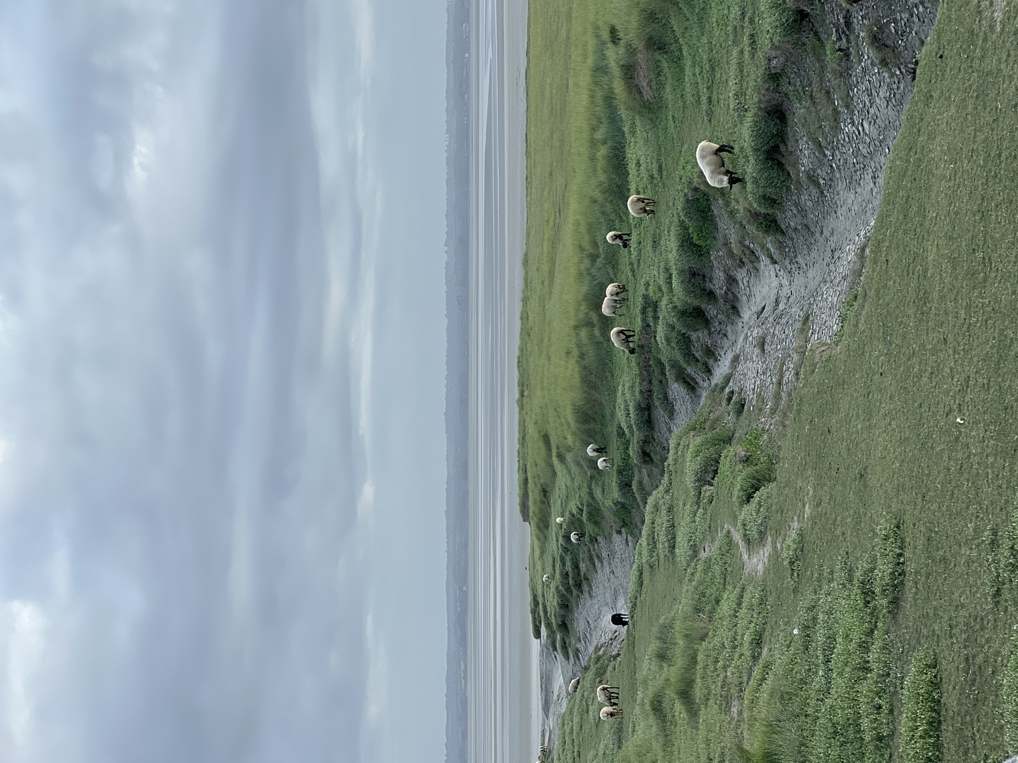 The image depicts a vast, overcast landscape at Le Mont-Saint-Michel, France. The sky is predominantly grey, covered by a dense layer of clouds, indicating an overcast day. In the background, a wide, flat expanse of water, likely tidal flats or a bay, stretches horizontally, meeting a faint, distant landmass on the horizon.
The midground and foreground are dominated by a lush, green salt marsh ecosystem. Undulating terrain covered in short, dense green grass and patches of broader-leafed vegetation defines the landscape. A dry, winding channel or streambed, with a visible cracked earth bed, cuts through the marshland from the middle right towards the left background.
Scattered throughout the grassy areas are approximately twelve sheep, all actively grazing. Most sheep are white with black faces and legs, while at least one is entirely black, positioned within or very close to the dry channel on the left side. On the far left, several sheep graze near the edge of the water body. On the right side, sheep are visible grazing on both banks of the dry channel and further up the gentle slopes of the marsh. No human figures or other significant structures are visible in the scene.