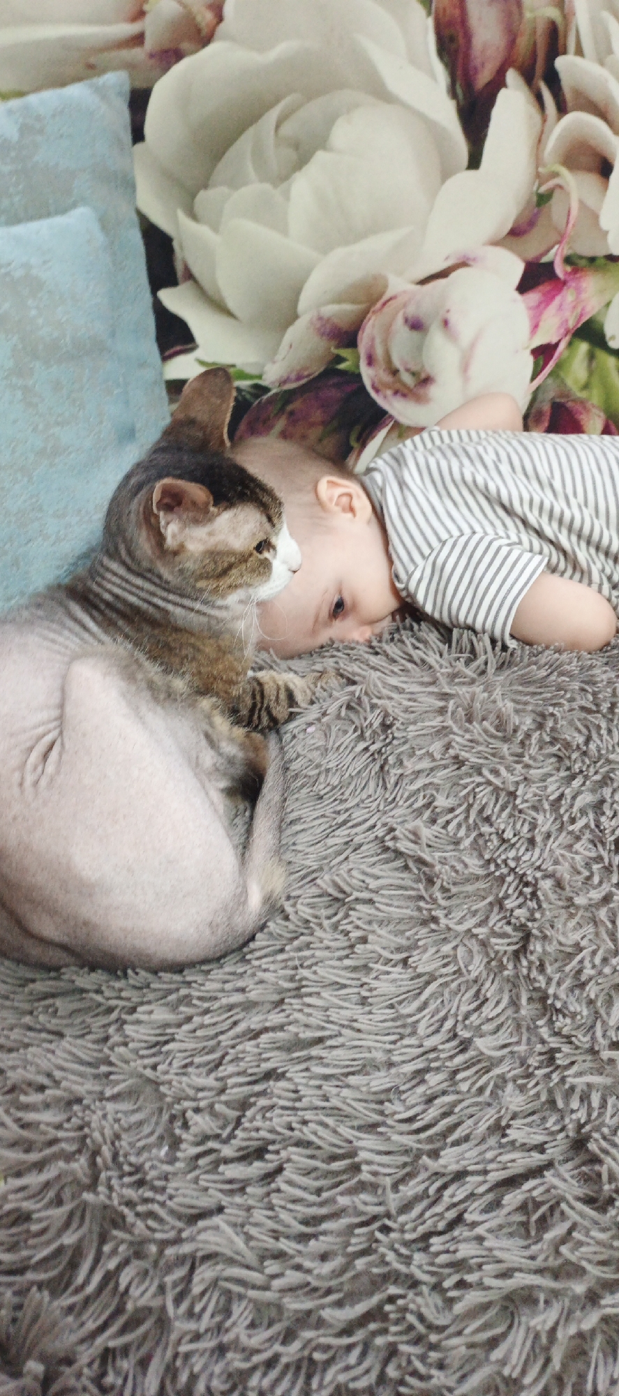 The image depicts a baby lying on a grey shaggy blanket next to a hairless cat. The baby is wearing a grey and white striped shirt. Behind the baby and cat is a light blue pillow and a floral patterned surface. The image was likely taken indoors. There is no verifiable evidence that this image was taken in the city of Chaikovsky, Russia.