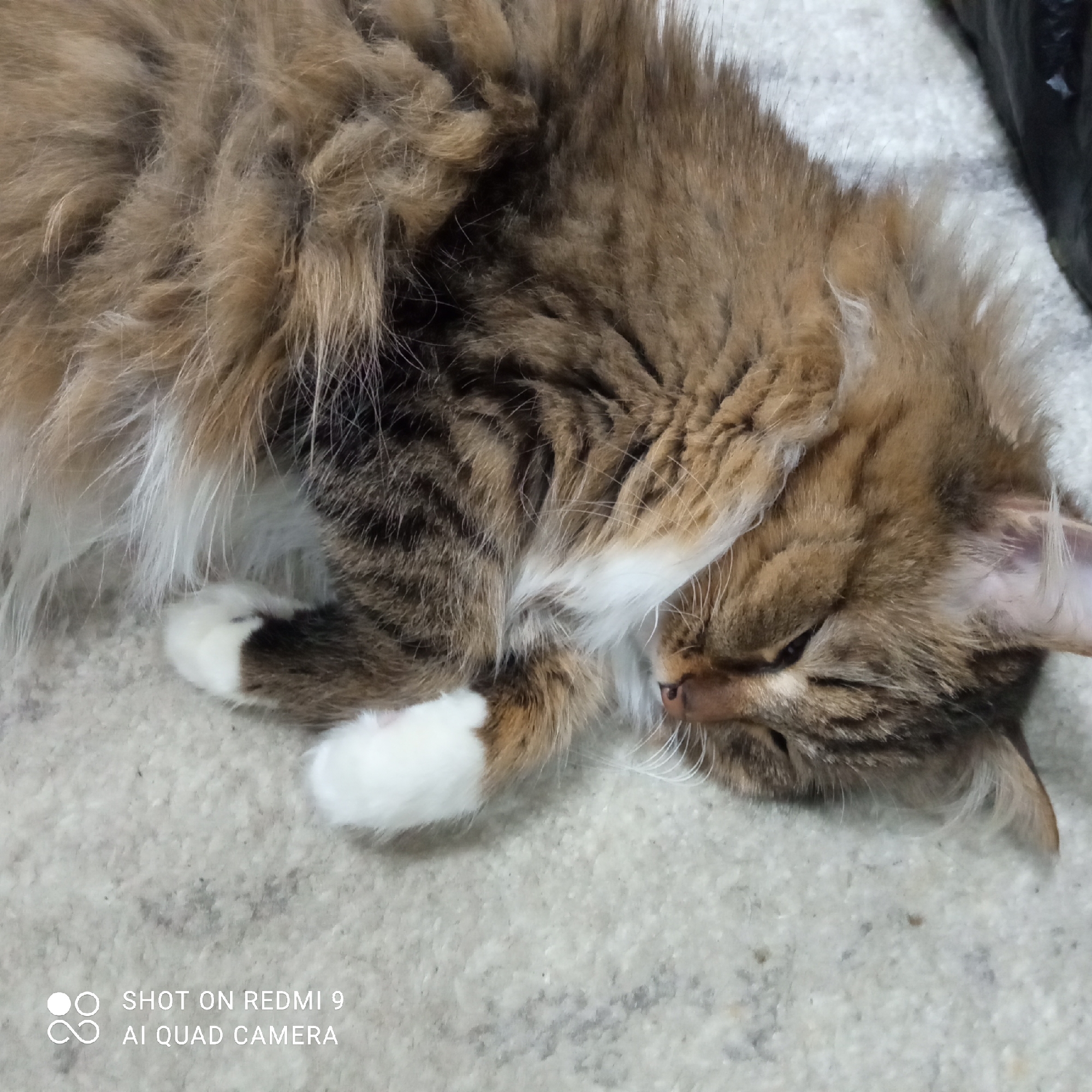 A long-haired, fluffy tabby cat is captured in a close-up, horizontal shot, appearing to be sound asleep or resting peacefully. The cat's fur is a mix of brown, black, and white, with prominent white markings on its paws and chest. Its head is turned to the right, and its eyes are closed, indicating deep relaxation. The cat's nose is a soft pink, and white whiskers are visible around its snout. It lies on a light-colored, textured surface, likely a rug or blanket, which provides a soft backdrop. The overall scene suggests an indoor setting. In the bottom left corner of the image, there is a watermark that reads "SHOT ON REDMI 9" and "AI QUAD CAMERA". The lighting is soft and even, highlighting the intricate patterns and textures of the cat's fur.