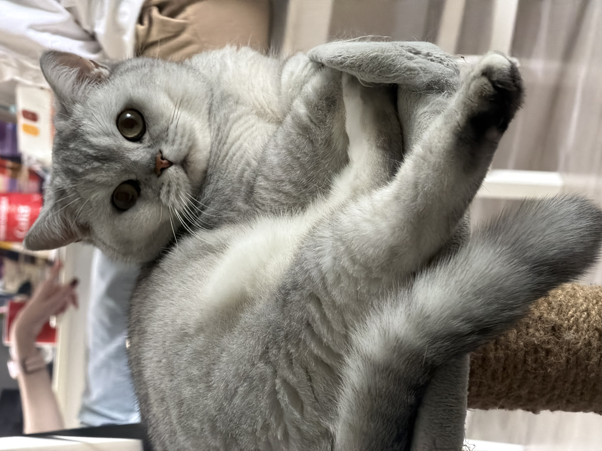 A grey and white tabby cat is resting on a brown rope-covered scratching post. The cat is lying on its back, with its paws intertwined. Its eyes are open, and it looks directly at the camera. In the background, there is a shelf with items and a white curtain. A person's arm and hand are visible on the left side of the image. The location is unknown; there is no information to suggest this image was taken in Izhevsk, Russia.