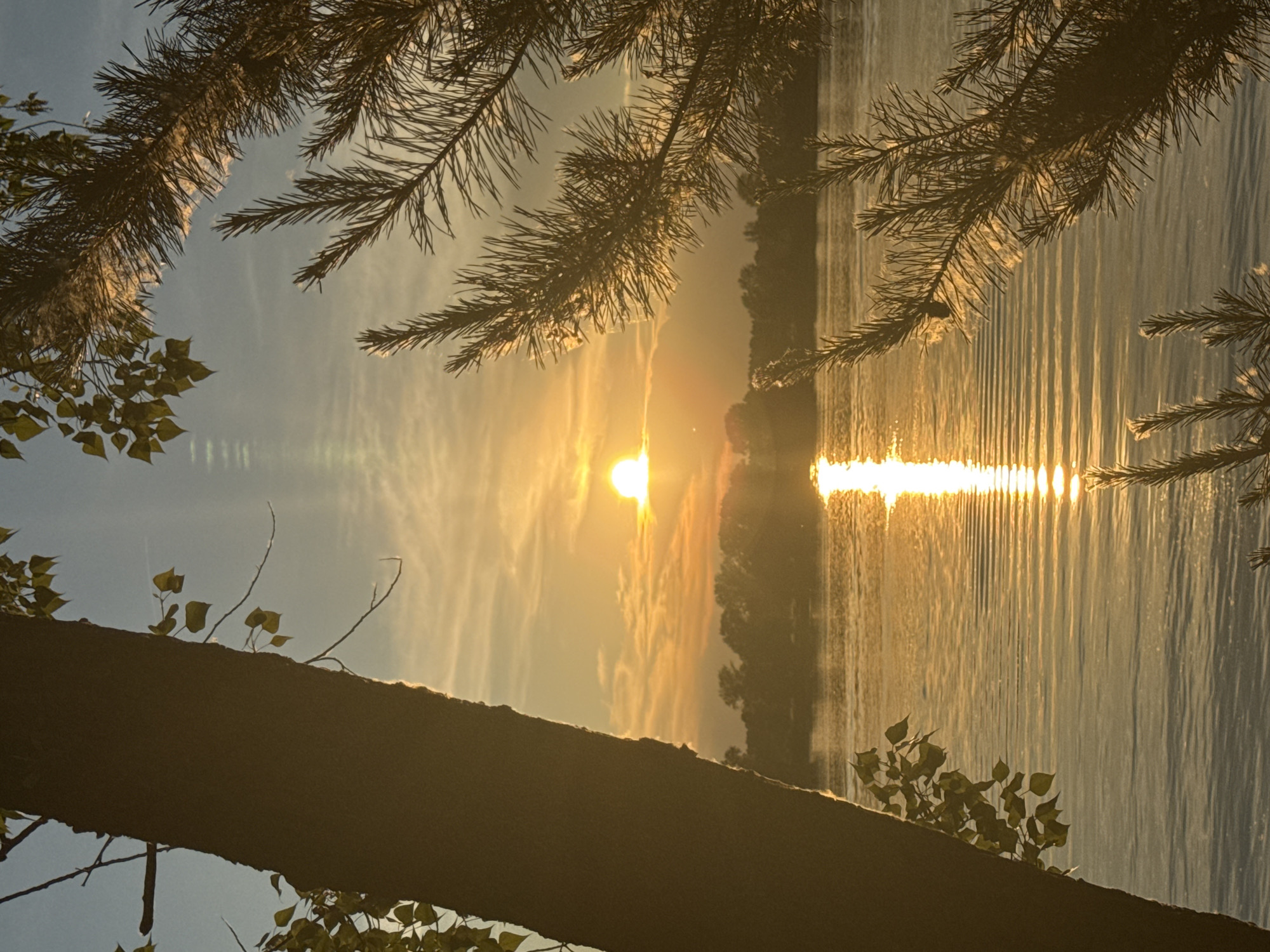This image depicts a serene sunset over a body of water, likely a river, in Noviy, Russia. The sun, a bright orange orb, is positioned in the upper center of the frame, casting a shimmering golden path across the water. The sky is a gradient of soft blues and oranges, with wispy clouds catching the light. Silhouetted trees line the distant bank of the river. In the foreground, the image is framed by the dark, textured bark of a tree trunk on the left and the fine needles of a pine tree on the right, both appearing as silhouettes against the vibrant sky. The water's surface is rippled, reflecting the warm hues of the sunset. The overall impression is one of natural beauty and tranquility.
