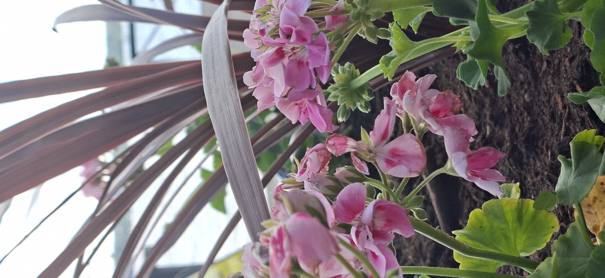This is a close-up, vertical, slightly tilted photograph of pink geranium flowers blooming alongside dark red foliage and green leaves. The flowers are delicate with some showing hints of darker pink or red markings. They are clustered on thin green stems, with some buds visible. The dark red leaves are long and slender, with a matte texture, and are positioned to the left of the flowers, creating a contrast in color and form. In the background, a rough, dark brown texture, possibly tree bark or soil, is visible, along with some bright green leaves. The lighting suggests it is daytime, with a bright, slightly overcast sky visible behind the red foliage on the left. The scene appears to be an outdoor setting, likely a garden or a balcony, given the presence of potted plants. The focus is on the flora, creating an impression of natural beauty and delicate growth. There is no visible text in the image.