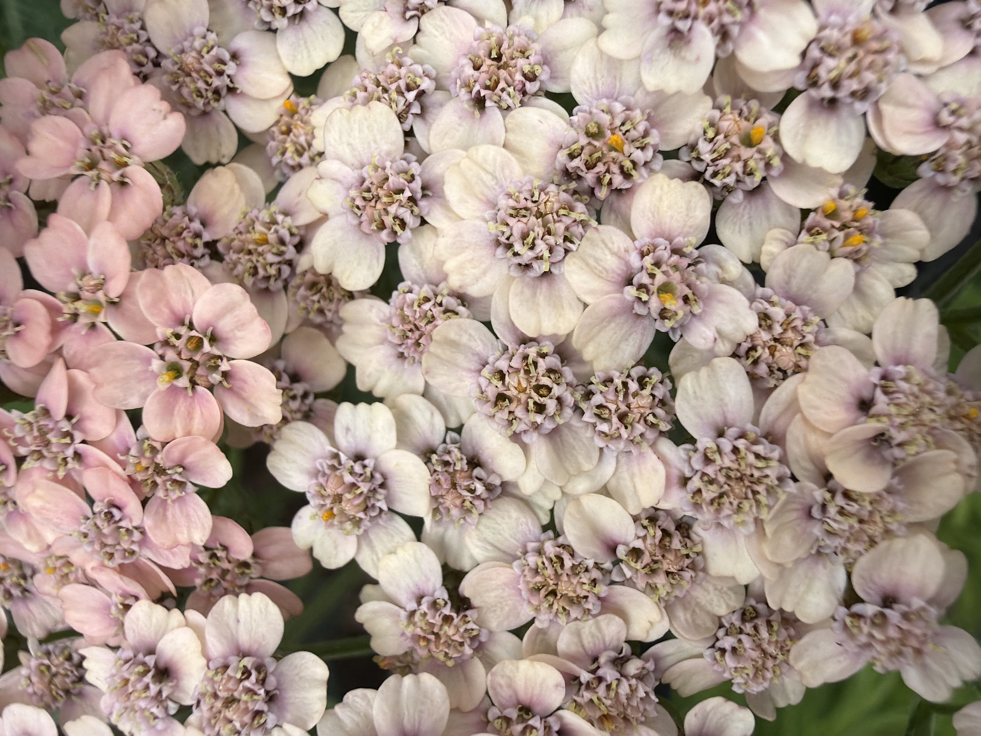 This is a close-up, top-down view of a cluster of small, delicate flowers. The flowers are predominantly pale pink and white, with some having a slight lavender hue. Each flower has multiple petals that are rounded and slightly cupped, radiating from a central cluster of stamens and pistils, which are typically yellowish-orange and pinkish-brown. The flowers are densely packed together, creating a textured and layered effect. The background is softly blurred, suggesting a natural outdoor setting, with hints of green visible, possibly indicating foliage. There are no people or specific urban elements visible in this image, therefore no specific location in the city of Chaikovsky, Russia can be determined.