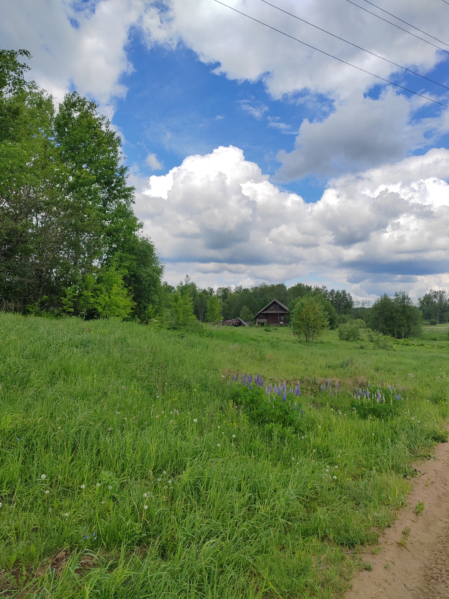 The image depicts a rural scene in Уральское, Russia. A grassy field dominates the foreground, dotted with dandelions and purple lupine flowers. To the left, a cluster of trees provides shade. In the midground, a small, aged wooden house is visible amongst trees. Above, a blue sky is punctuated by fluffy white clouds, and utility lines stretch across the upper portion of the frame. A dirt road borders the field on the right.
