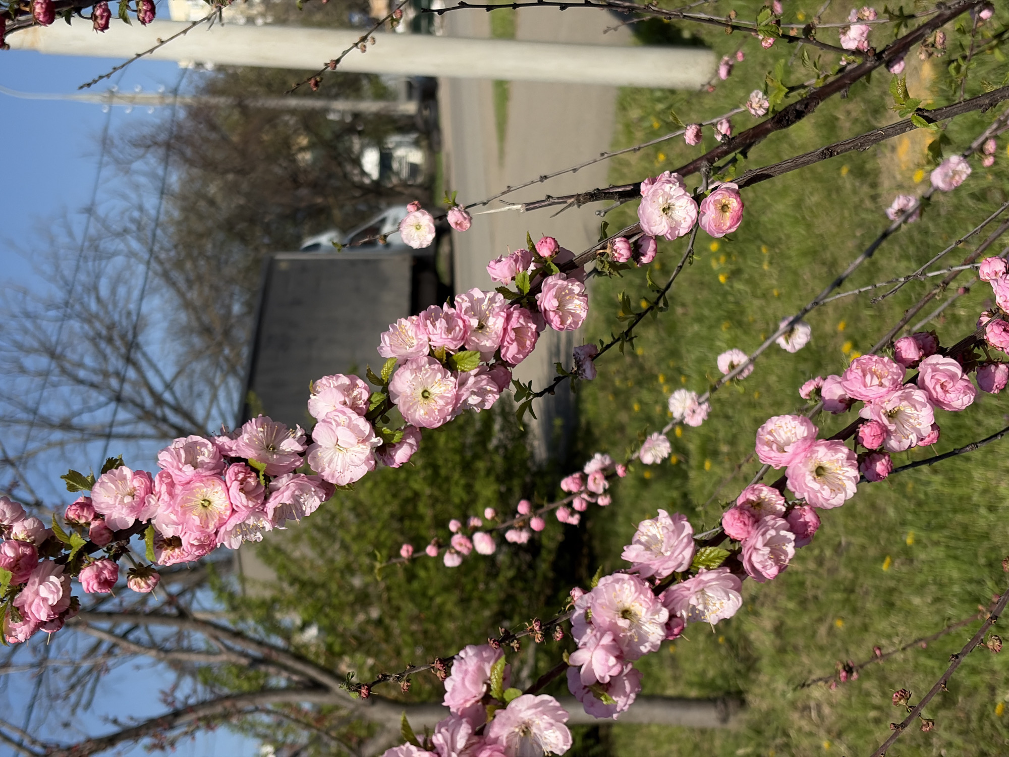 The image depicts flowering branches, likely a type of cherry or almond tree, with numerous pink blossoms. The background suggests an urban environment, with a street and building visible. The location is Krasnodar, Russia. There are no people visible. The environment includes grass and other trees. The blossoms are the main subject.