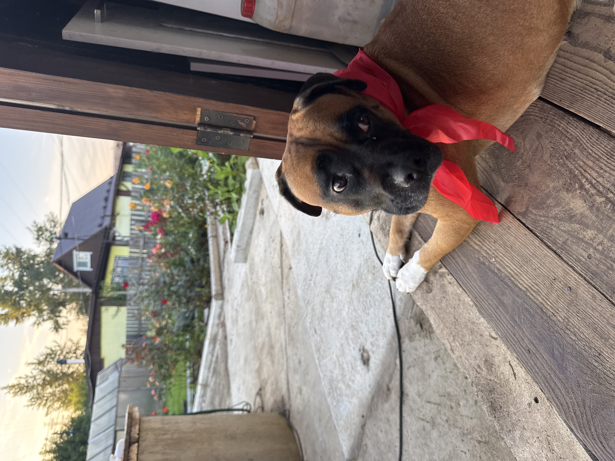 The image depicts a brown Boxer dog lying on wooden planks, with its head propped up and its gaze directed towards the camera. A red bandana is tied around the dog's neck. In the background, a rural scene unfolds, featuring a small house with a dark roof, a greenhouse, and a garden with blooming roses. The setting appears to be outdoors, possibly in a yard or a dacha (Russian country house) in Chaikovsky, Russia. The overall lighting suggests it is either early morning or late afternoon, with the sky exhibiting a warm glow.