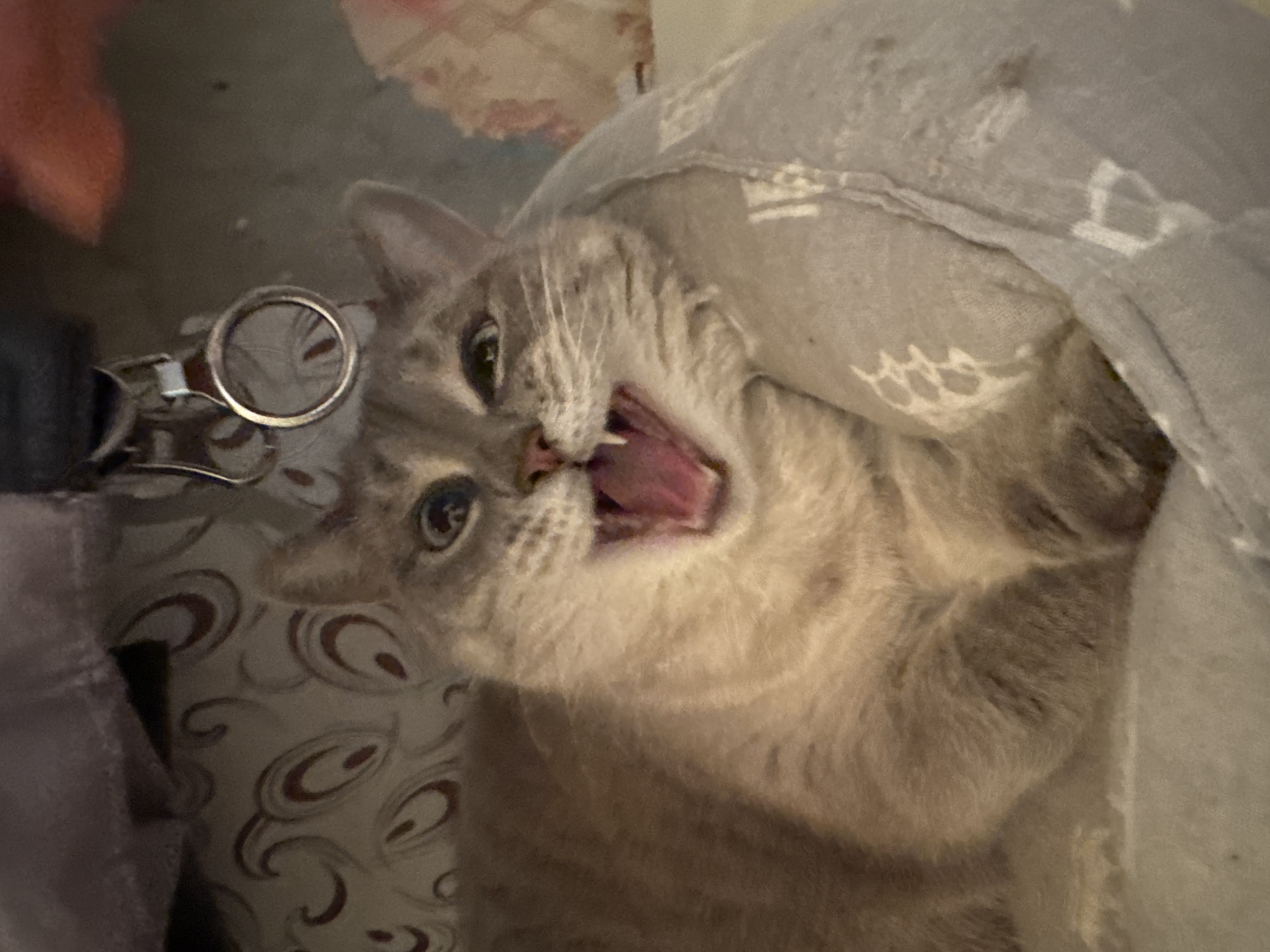 An indoor, close-up, angled shot features a light-colored domestic cat with light grey and tan tabby markings and light blue eyes. The cat is seen from an upper perspective, looking upwards and to the left, with its mouth wide open, revealing its pink tongue and some teeth. This expression could indicate a large yawn, a vocalization, or a playful hiss. Its eyes are open and alert.
The cat is partially nestled under a light grey blanket or fabric featuring subtle white patterns, possibly abstract or floral. Another patterned fabric, light brown with swirling maroon designs, is visible beneath and to the left of the cat, likely serving as a pillow or bedding. To the left of the cat's head, a small, metallic object, resembling part of a keyring or miniature scissors, with a prominent circular ring, is partially visible. A darker, solid-colored fabric is also present on the far left of the frame.
The setting appears to be a cozy indoor space, likely a home, given the various bedding materials. The lighting is soft and ambient, providing no specific clues about the time of day. No text is visible in the image. This scene is located in Izhevsk, Russia.
