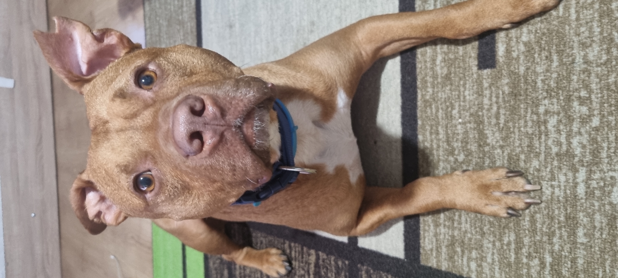 A light brown, short-haired Pitbull-type dog with distinct white markings on its chest and snout is captured in a close-up, high-angle shot, lying on a patterned carpet indoors. The dog's head is tilted upwards, and it looks directly at the camera with wide, attentive brown eyes. Its ears are partially perked and folded, conveying a sense of curiosity or alertness. A blue collar with a silver ring is visible around its neck. Its snout shows some white hairs, and its mouth is slightly ajar. The dog's front legs are extended forward on the carpet.
The carpet features a textured pattern in shades of beige, brown, and black, with a stripe of green visible on the lower left side of the frame. The background on the far left suggests a light-colored wooden or paneled surface. The lighting is soft, indicating an indoor setting, likely during the daytime. The dog appears relaxed but engaged, exhibiting a friendly and inquisitive demeanor. There is no visible text in the image. The location context for this image is Sofia, Bulgaria.