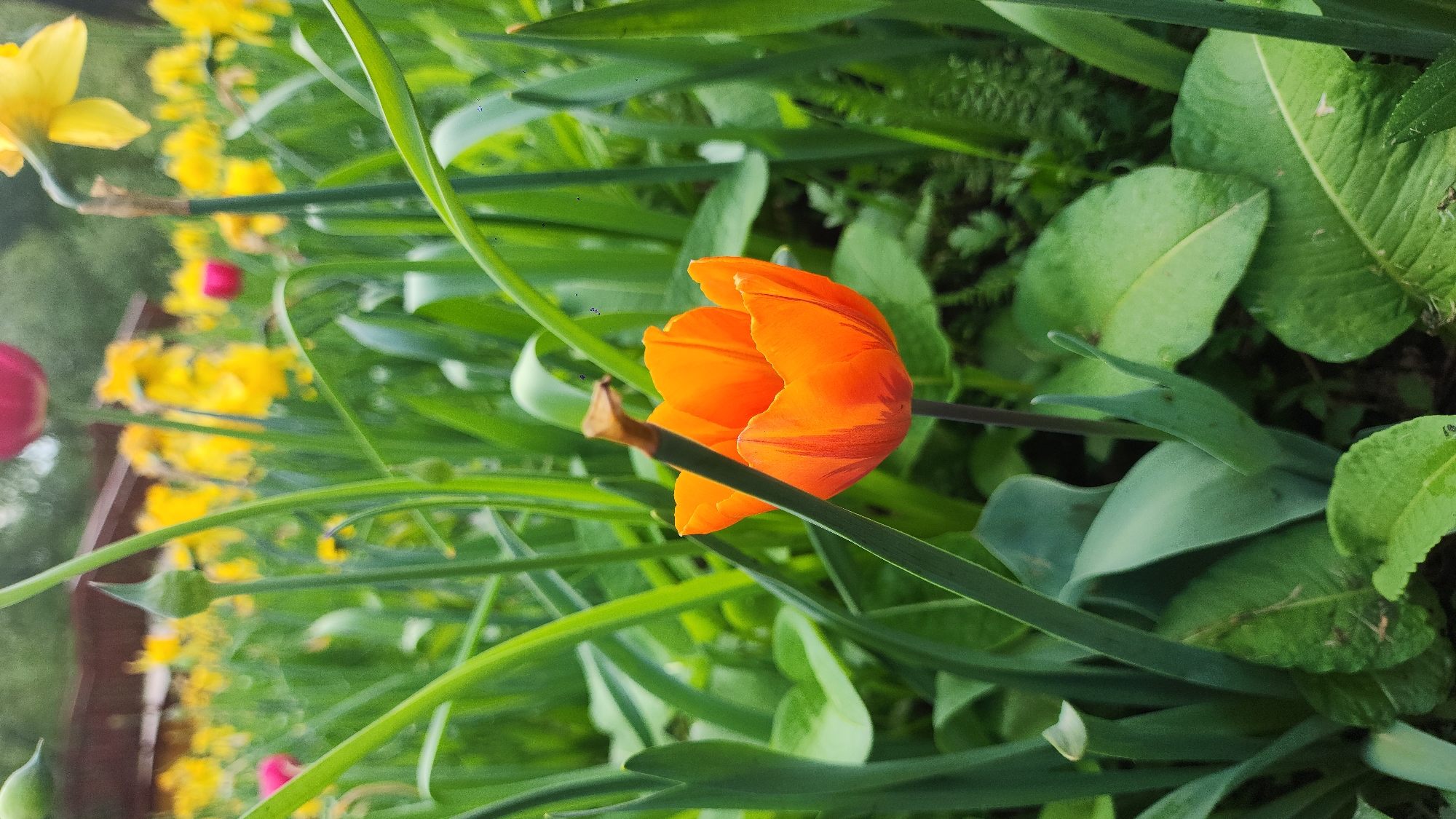 The image depicts an orange tulip in a garden setting. It's surrounded by green foliage, including other plants with long, thin leaves, and broader, rounded leaves. In the blurred background, there are yellow flowers and a partial view of what appears to be a wooden fence. There are no people visible in the image. It's not possible to determine the location as Moscow, Russia, from the visual information provided.