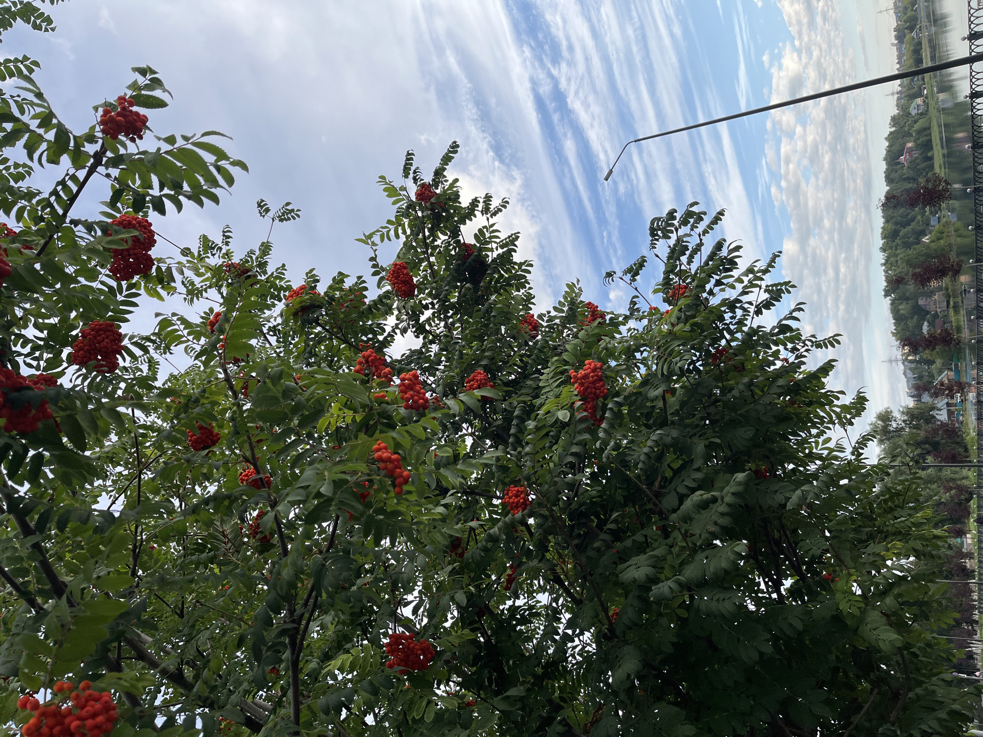 A low-angle shot captures a tree laden with bright red rowan berries, its branches extending towards a partly cloudy sky. The sky is a vibrant blue, streaked with thin, wispy white clouds. In the mid-ground, a dark lamppost stands tall, angling towards the right of the frame. Below the tree and lamppost, a body of water, likely a river or lake, is visible, reflecting the sky. Along the far bank of the water, a dense line of trees forms a backdrop, interspersed with houses and buildings, some with red roofs. The overall scene suggests a park or waterfront area. The presence of the specific buildings, lamppost, and the distinctive sky and water suggest the image was taken in Blagoveshchensk, Russia, possibly near the Amur River embankment or one of its parks. No people are clearly visible in the image.