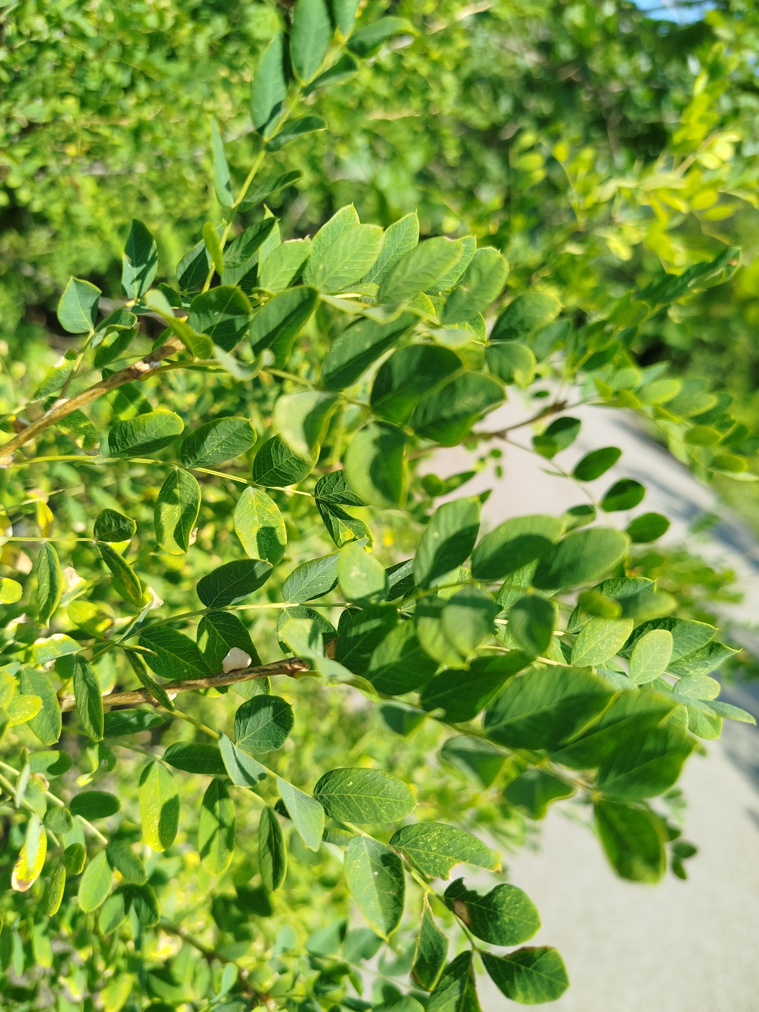 A close-up, eye-level shot showcases a branch of a green, leafy plant. The leaves are oval-shaped and arranged in pairs along the branch. Sunlight filters through the foliage, creating dappled shadows and highlighting the vibrant green hues. The background is softly blurred, suggesting an outdoor environment with other greenery and a hint of a light-colored paved surface, possibly a pathway or sidewalk, with a light blue sky visible in the upper right corner. The image appears to be taken in Qarağandı city administration, Kazakhstan.