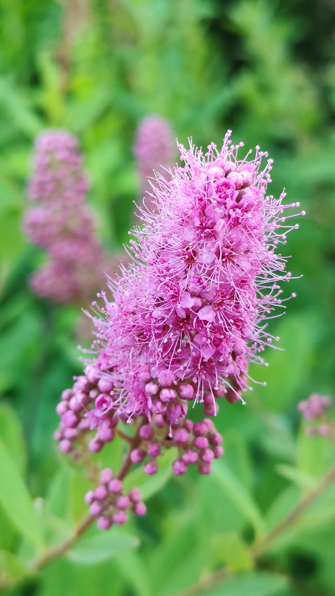 A close-up, vertical shot focuses on a cluster of vibrant pink flowers, possibly a Spiraea variety, set against a soft, blurred green background of foliage. The main flower spike is in sharp focus, showcasing its delicate, feathery petals and numerous stamens. Two other blurred spikes of similar pink flowers are visible in the background, adding depth to the composition. The lighting appears to be natural, suggesting an outdoor setting. The image does not contain any people or identifiable landmarks, and therefore, its location in the city of Unknown, Unknown cannot be determined.