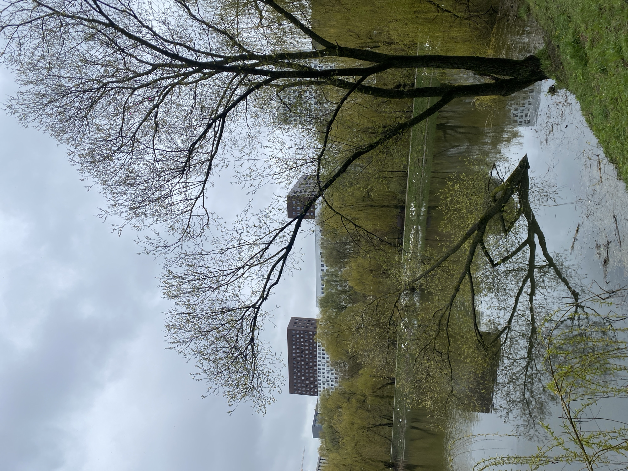 The image captures an urban park or riverside scene in Moscow, Russia, likely during early spring, under an overcast sky. The photograph is taken from a low angle, looking across a body of water towards residential or commercial buildings.
In the immediate foreground, prominent bare branches of a large tree extend from the left and across the top of the frame. These branches are finely detailed, adorned with numerous small, light-colored buds, indicating the very beginning of foliage growth. The intricate network of branches is silhouetted against the uniformly grey and cloudy sky, which dominates the upper portion of the image.
Below the foreground tree, a calm body of water, resembling a lake or river, occupies the lower and central parts of the scene. The water acts as a mirror, reflecting the subdued light of the sky and the surrounding elements. Along the far bank of the water, a strip of vivid green grass is visible, suggesting well-maintained parkland. Several other trees with nascent, light green leaves line the water's edge, further emphasizing the early spring setting. Their reflections are clearly visible in the tranquil water.
In the middle ground, beyond the water and trees, several multi-story buildings are visible. One prominent building on the left features a dark brown facade with a grid of white-framed windows, while other structures appear lighter in color. The reflections of these buildings can be seen in the water. No human activity or people are present, and there is no visible text. The overall impression is one of quiet contemplation in a transitional season.