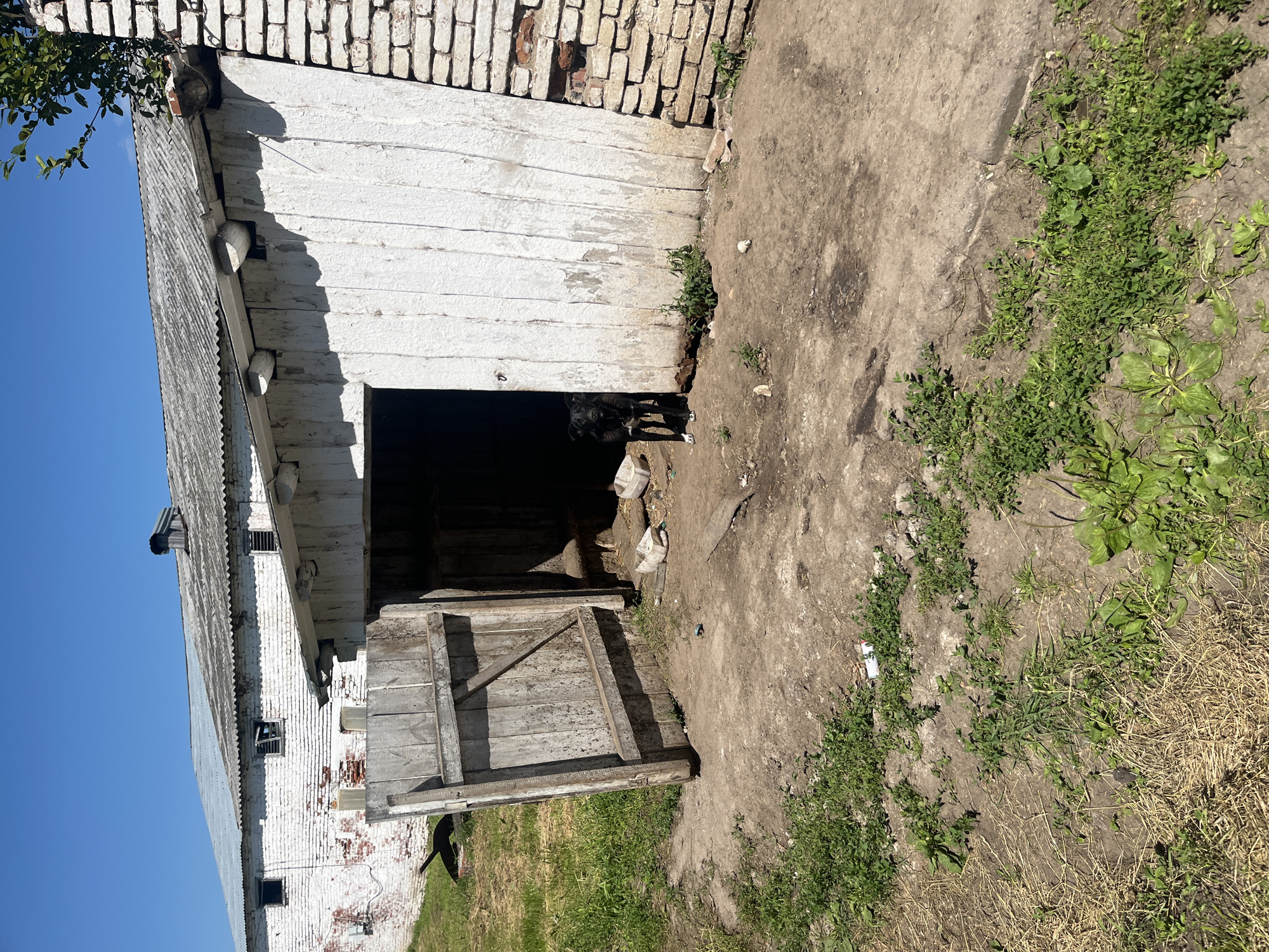 A black dog stands in the doorway of a weathered, white wooden structure, possibly a shed or barn, with a partially open wooden door. The structure is adjacent to a white brick building with a corrugated metal roof. The ground in front of the shed is dirt and sparse green vegetation. In the background, a larger white building with a similar corrugated roof is visible. The sky is clear and blue. The location is identified as Laprakasy, Russia.