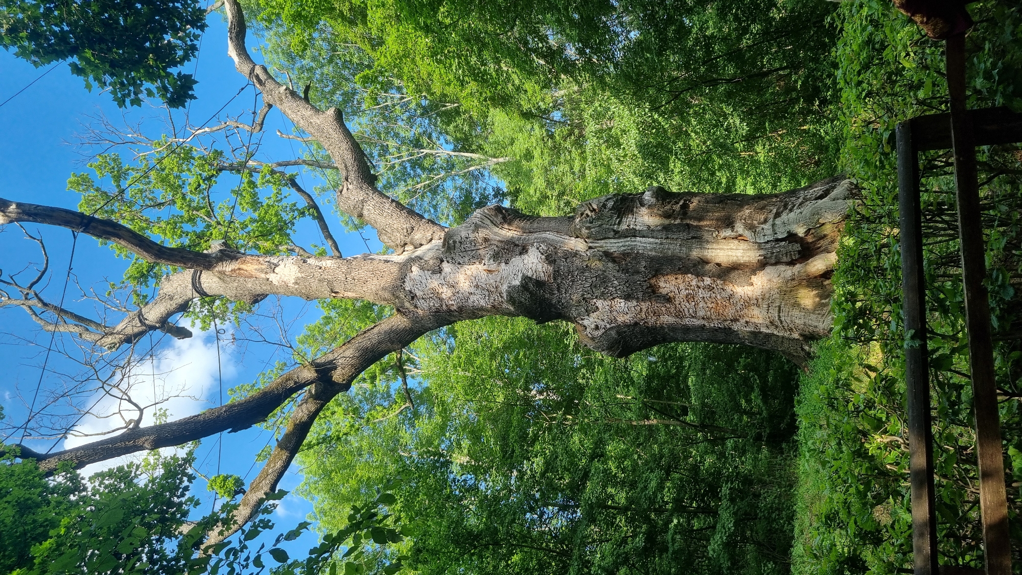 A colossal, ancient tree, characterized by a massive, gnarled trunk with deeply furrowed bark and exposed lighter wood, dominates the center of the frame. The tree displays both bare, possibly dead branches in its upper canopy and sections of vibrant green foliage, indicating partial vitality. Several dark, thin cables or ropes are visible wrapped around and extending between various upper branches against the bright blue sky, which contains scattered white clouds. The main tree is situated within a dense forest of various deciduous trees, with rich green foliage surrounding its base and filling the background. Lush green undergrowth, consisting of bushes and shrubs, is prominent in the mid-ground and foreground. A dark wooden fence or railing is present in the lower foreground, partially obscured by the foreground vegetation. The scene is well-lit by natural sunlight, casting distinct shadows and highlighting textures. No individuals or animals are visible. This scene is located in the city of Buda, Ukraine.