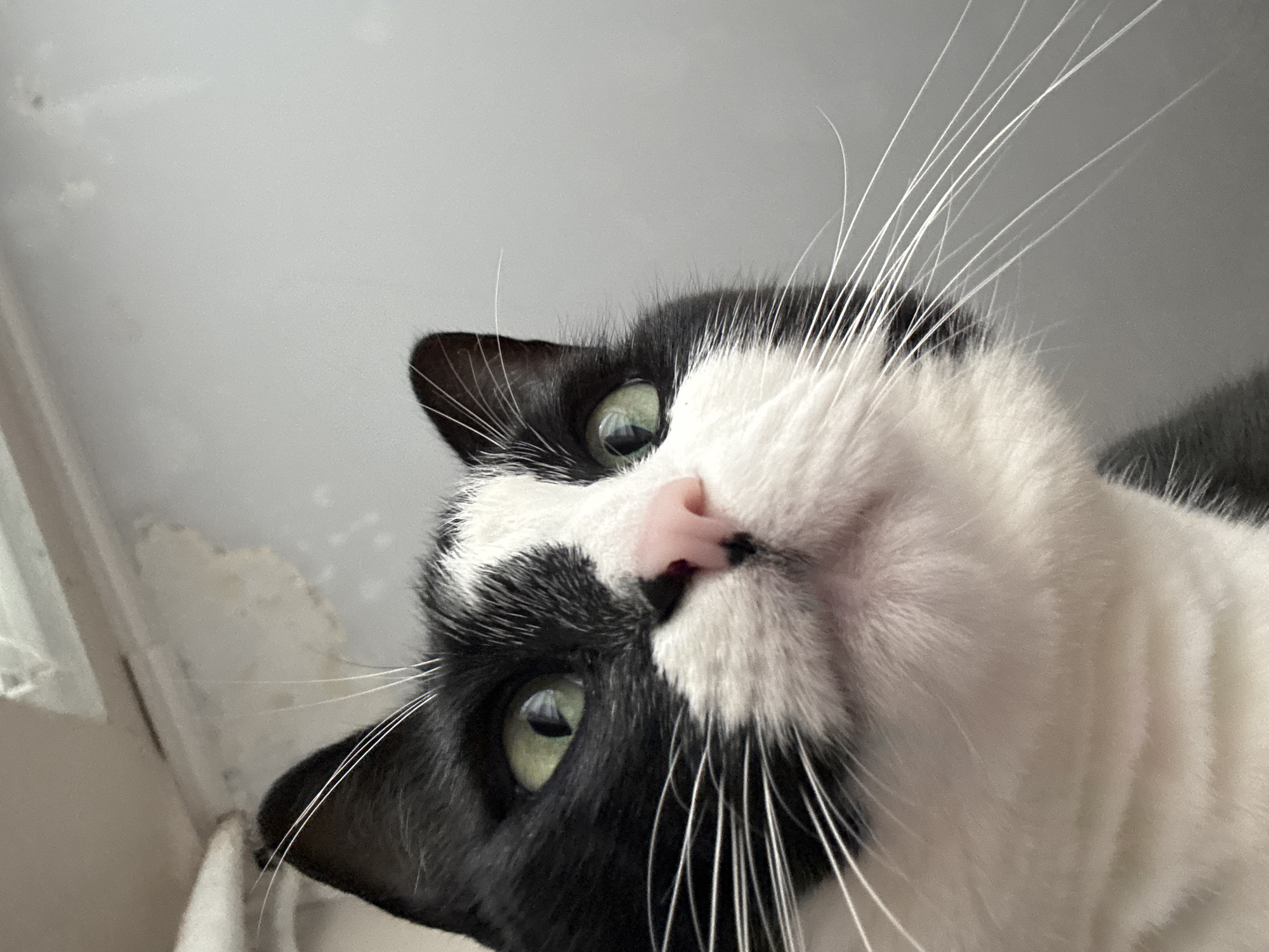 The image is a close-up, low-angle shot of a black and white cat's face, looking upwards. The cat has green eyes and a pink nose. The background is a plain, light gray wall with some faint discoloration and textures, and a section of what appears to be a ceiling or ledge at the top of the frame. The cat's whiskers are prominent. The image was taken indoors, likely in a residential setting. There is no information available in the image to suggest its location in Saint Petersburg, Russia.