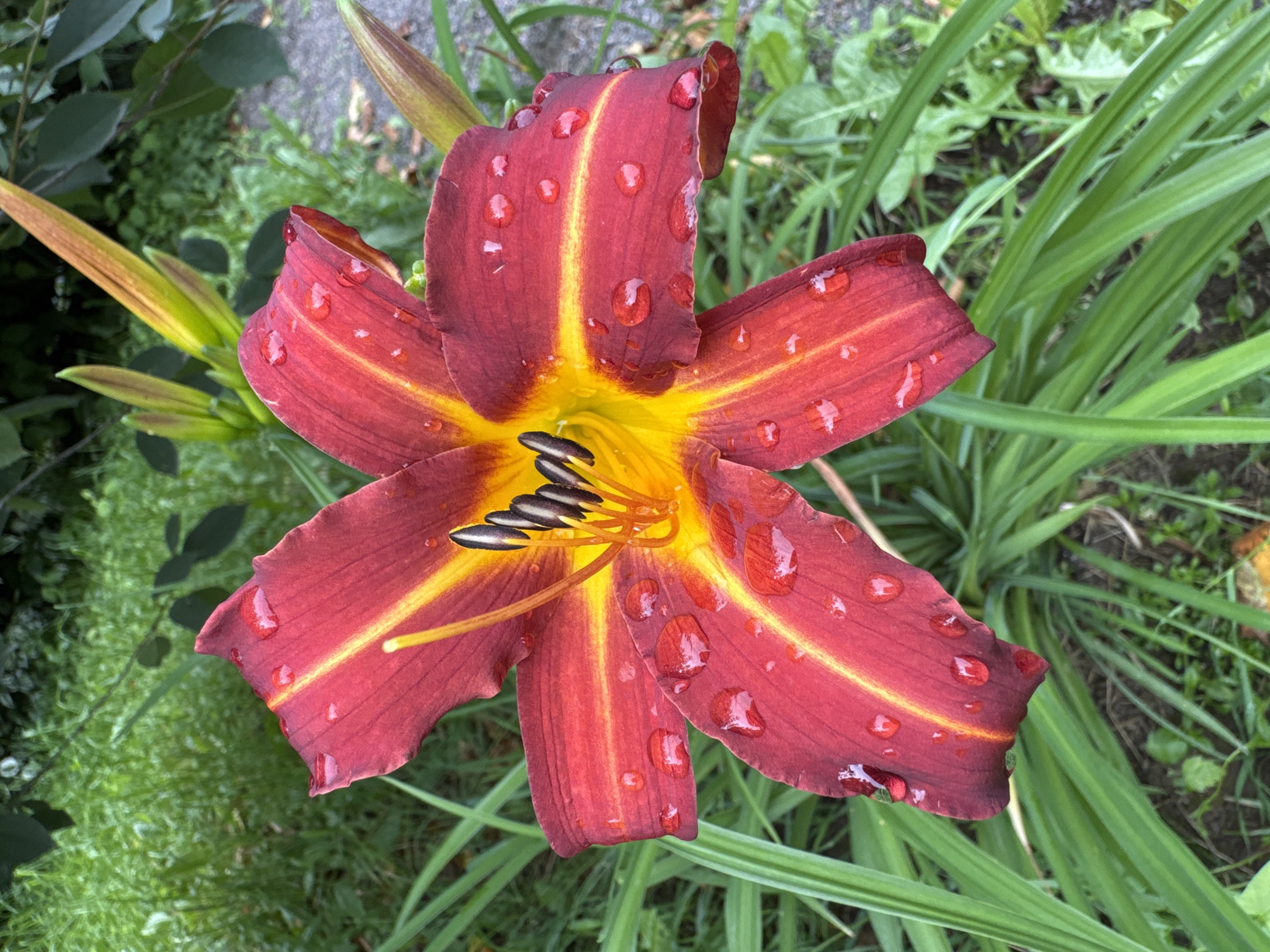 A close-up, eye-level shot captures a single, deep red daylily with bright yellow-orange streaks running through its petals. Water droplets glisten on the flower's surface, suggesting recent rain or dew. The flower is in full bloom, with six prominent petals and dark stamens at its center. The background is a soft blur of lush green foliage and hints of a gravel path, indicating an outdoor setting likely in a garden or park. No people are present in the image. The scene is natural and serene, focusing solely on the beauty of the flower. This image could have been taken in Steklyannyi, Russia, in a park or private garden where daylilies are cultivated.