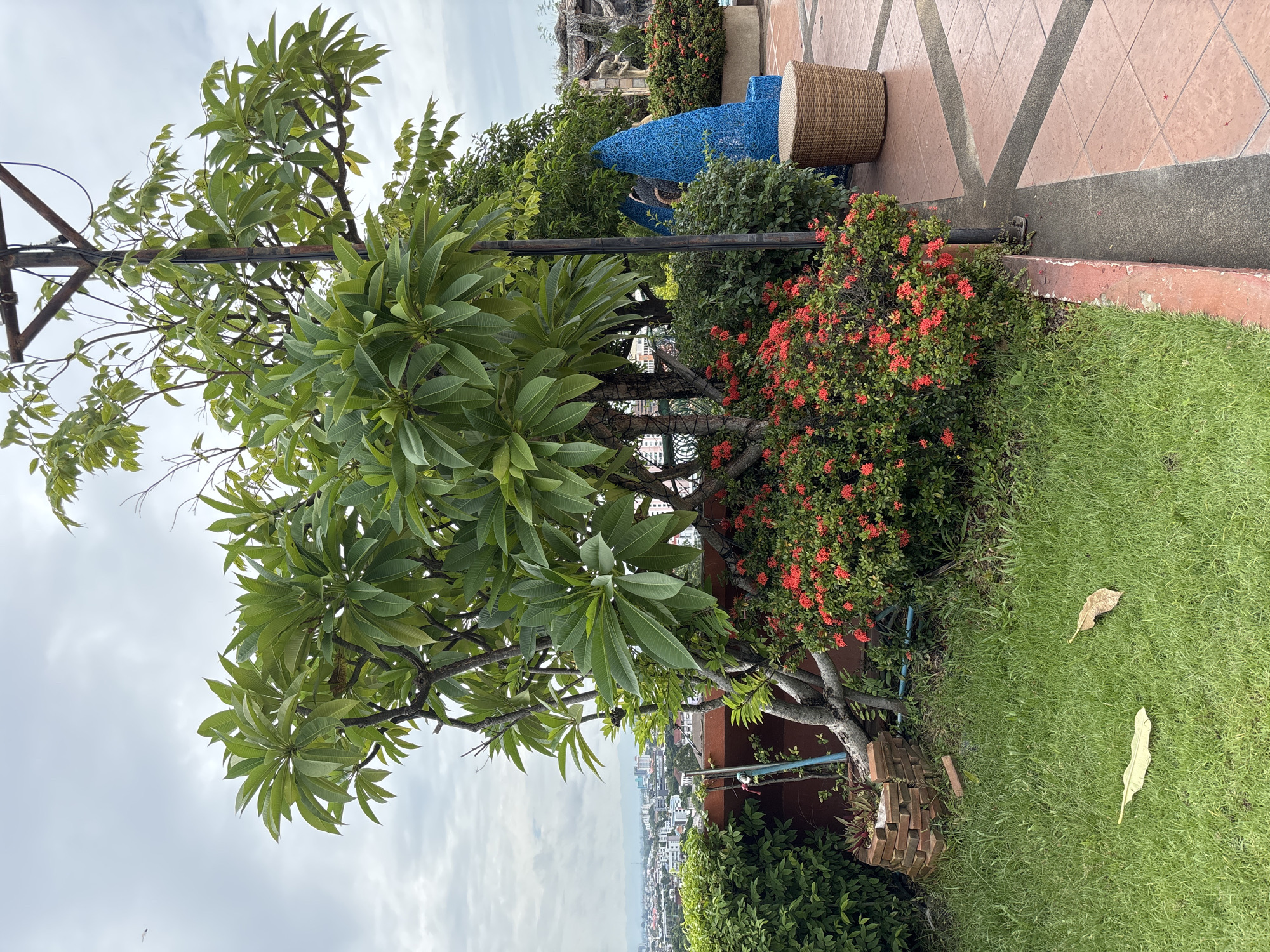 This image depicts an outdoor rooftop garden area in Chiang Mai City Municipality, Thailand. In the foreground, a lush green lawn is visible with two fallen leaves. To the right of the lawn is a concrete pathway with terracotta-colored square tiles and dark gray grout lines. A low red-brick planter box is situated on the grass to the left, near a building's exterior wall.
Dominating the center of the frame is a large tree with thick, gnarled branches and broad, green leaves. At the base of this tree, a dense bush with small, vibrant red flowers is in full bloom. Behind the central tree and flower bush, other greenery and foliage are visible, including a glimpse of a city skyline with buildings and distant mountains under a cloudy sky.
To the right side of the image, a wicker round stool sits on the tiled pathway. Further back, a large, vibrant blue sculpture, appearing to be made of woven material or wire, stands out. In the far background, a man-made rock formation with water features, possibly a decorative waterfall, can be observed. A metal pole, likely supporting outdoor lighting or an awning, is positioned behind the central tree. The overall impression is of a well-maintained garden space offering a view over the city.