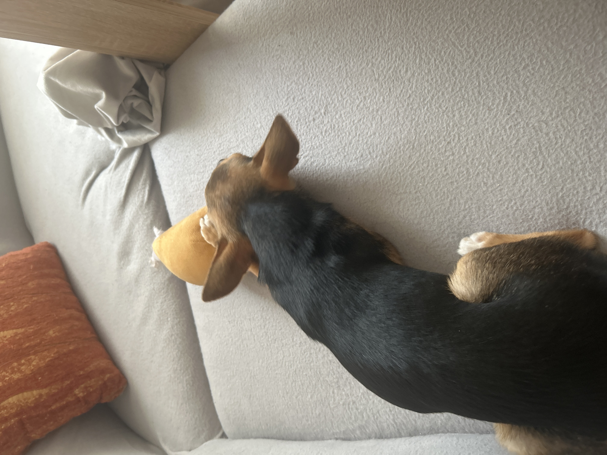 A brown and black dog is lying on a light gray couch. The dog has a yellow toy in its mouth. There is an orange pillow and some white crumpled fabric visible in the background. The location is unknown.