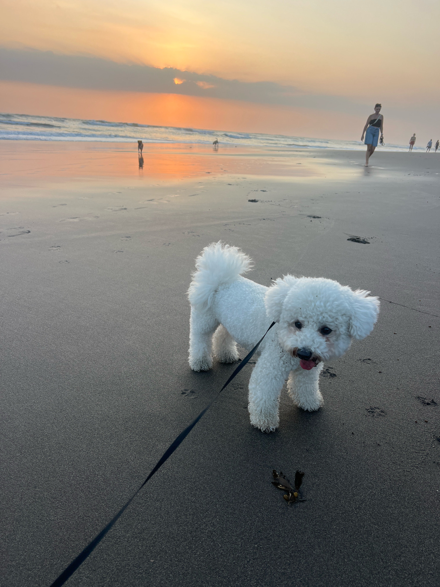 An outdoor, waist-level, full-shot photograph captures a fluffy white Bichon Frise dog on a sandy beach during sunset. The dog is positioned in the lower-right quadrant of the frame, facing left, with its tongue slightly out. A black leash extends from the dog's harness, diagonally across the sand towards the bottom-left corner. The dog's fur is slightly matted, suggesting it has been playing in the sand or water.
The beach is a dark, wet sand with visible footprints. In the background, the ocean meets the shore with gentle waves. The sky is painted with soft hues of orange and yellow as the sun sets behind a cloudy horizon. Several silhouetted figures of people are visible in the distance, walking along the shoreline, and two dogs are also seen near the water's edge. The overall atmosphere is serene and tranquil. The image does not provide any specific details that would allow for identification of the location in Kediri, Indonesia.