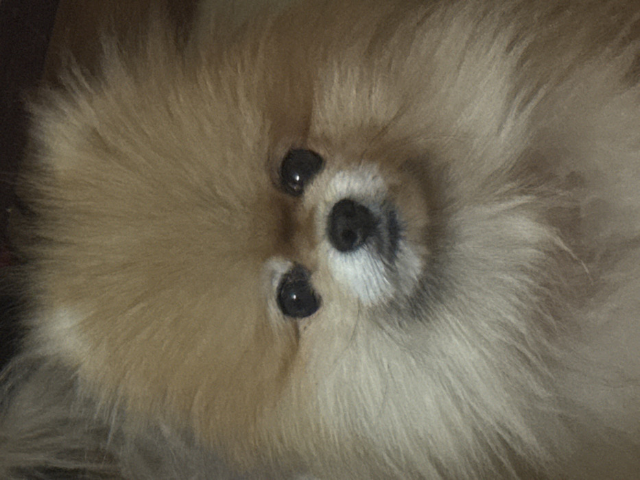 A close-up captures the face of a fluffy, tan Pomeranian dog. Its dark, round eyes and black nose are the focal points amidst a sea of soft, light-brown fur. The angle highlights the dog's symmetrical features, emphasizing its rounded face shape. The overall image conveys a sense of warmth and tenderness, drawing the viewer's attention to the dog's gentle expression.