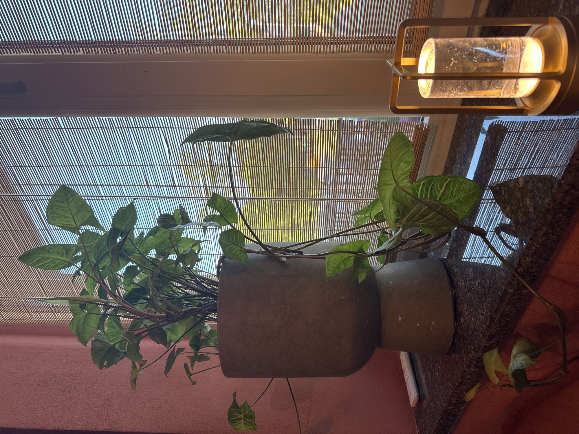 An indoor scene depicts a potted plant with large, green leaves situated on a dark, speckled countertop. To the right, a small, modern lamp with a clear glass cylinder is illuminated. The background features a window covered by bamboo blinds, through which a blurry view of trees and a street is visible. A light-pink wall is present on the left side of the frame. There are no people in the image. The scene appears to be a domestic interior. There is no information in the image to indicate it is located in Kolomyia, Ukraine.