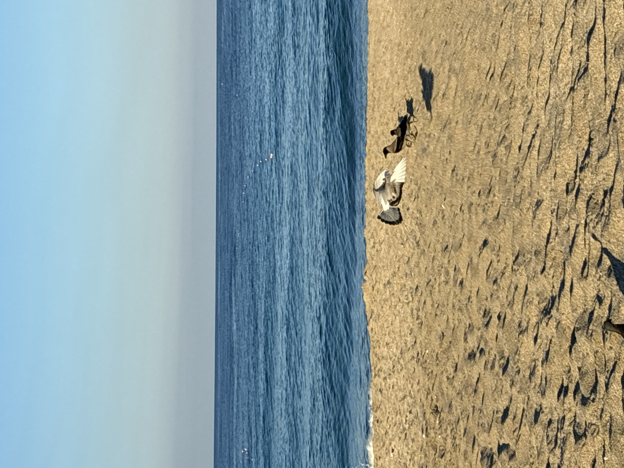 A pigeon with its wings outstretched is captured mid-flight over a sandy beach, in Alanya, Turkey. The pigeon is in focus and its white wings are prominently displayed. To the right of the pigeon, two dark-colored birds are standing on the sand, facing each other. The sand has footprints and shadows cast upon it, indicating sunlight. The background consists of the clear blue sea meeting the horizon with a pale blue sky above. There are no people visible in the image.