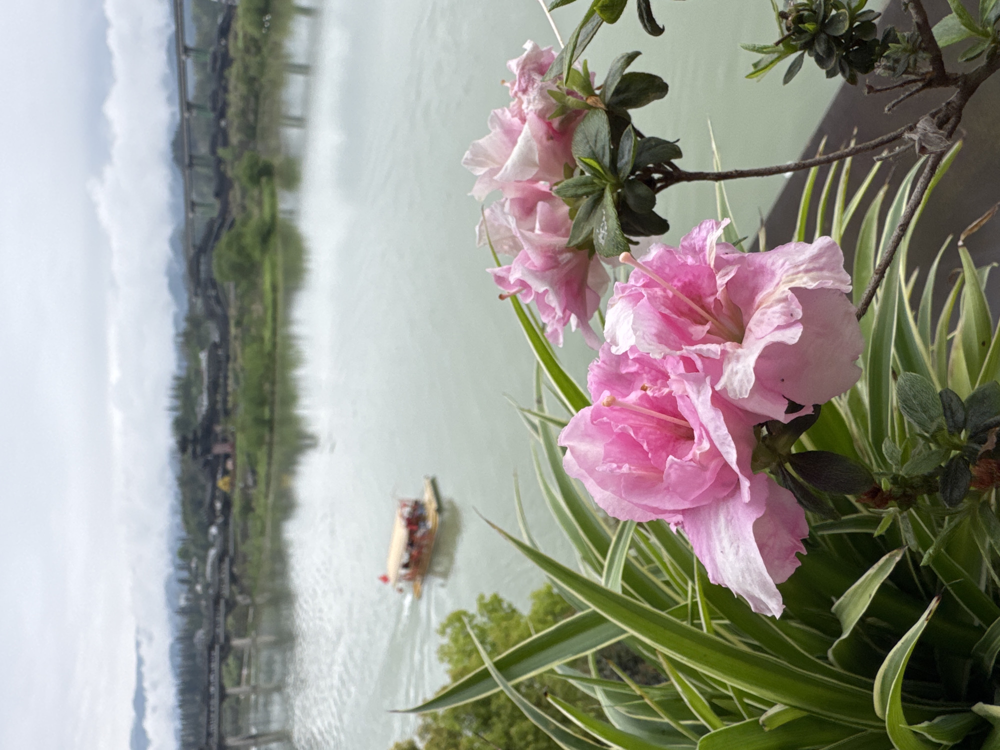 The image shows a body of water with a small boat in it, flanked by greenery. In the foreground are pink azalea flowers and green plants. In the background is a town built along the river, partially obscured by trees. The sky is overcast. The town is Zhuoshui, China.