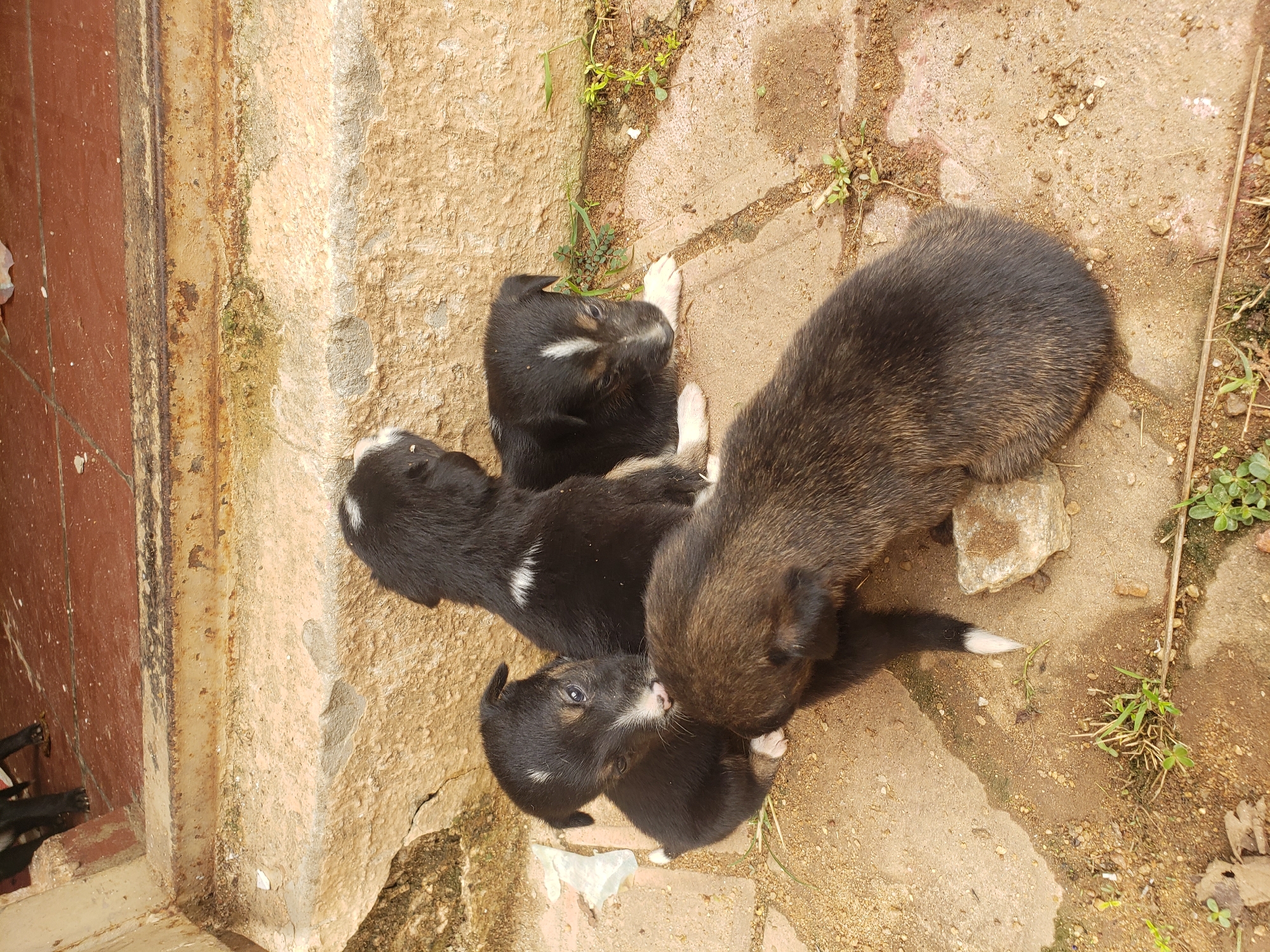 Four puppies are huddled together on a brick-paved surface next to a concrete step. The puppies appear to be of similar age, likely a few weeks old. Three of the puppies are predominantly black with some white markings on their faces and chests. One of these puppies is looking towards the viewer with its mouth open. The fourth puppy, in the foreground, is a darker brown and is facing away from the viewer, appearing to be resting its head on the other puppies. The environment suggests an outdoor setting, possibly a residential area in Sabon Tasha, Nigeria, with some scattered debris and dry vegetation visible on the ground. The concrete step behind the puppies is rough and shows signs of weathering and discoloration.