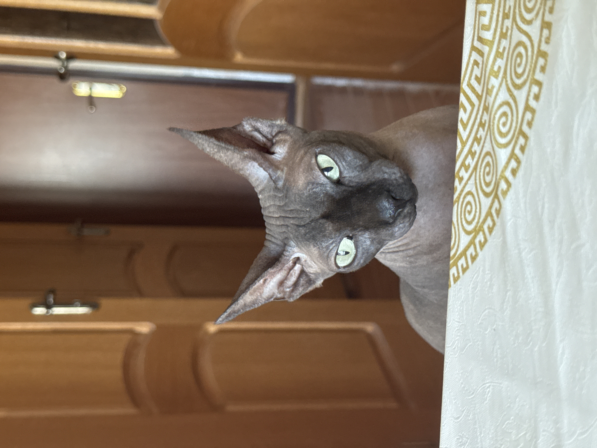 A Sphynx cat with greenish-yellow eyes and dark grey wrinkled skin is looking directly at the camera from behind a white tablecloth with a gold geometric pattern. The cat's head and upper chest are visible. The background consists of two wooden doors, one slightly ajar, and a hallway. The lighting suggests it is daytime. The scene is indoors, likely a home environment, with no indications of it being in the city of Tiraspol, Moldova.