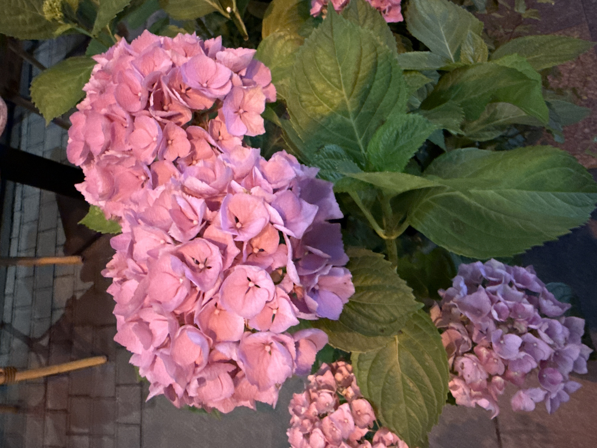 The image captures a close-up, top-down view of several large clusters of pink and light purple hydrangea flowers. The flowers are the dominant subject, with individual blooms featuring four to five petals and darker centers. They range in color from soft pastel pinks to more vibrant purplish-pinks, suggesting variation in soil pH or bloom age.
Lush, deep green leaves with visible veins are interspersed among the flowers and form a verdant background, indicating a healthy plant. In the lower-left portion of the image, a paved surface made of rectangular grey blocks, possibly cobblestones or bricks, is visible, alongside thin, light-brown cylindrical objects that might be part of a fence, trellis, or decorative bamboo. The rest of the background is dark and indistinct, contributing to the intimate focus on the flowers.
The lighting is dim and soft, suggesting the photograph was taken during dusk, twilight, or in a heavily shaded area, as the flowers appear to glow gently against the darker surroundings. No specific activity or event is taking place; the image is a static portrayal of flora. There are no people visible, nor any discernible text. The scene evokes a sense of natural beauty and tranquility. This photographic scene is located in Saint Petersburg, Russia.