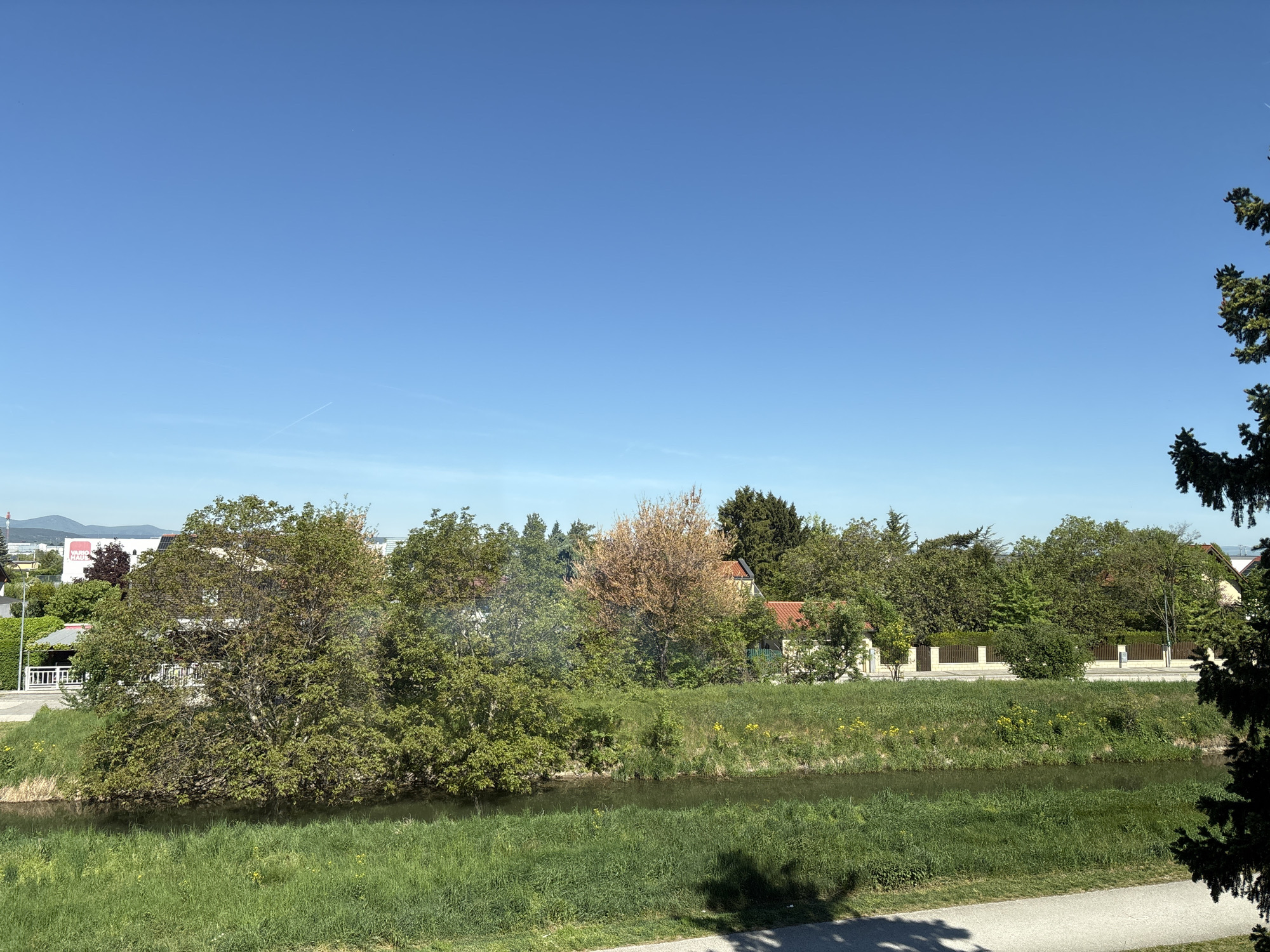 The image depicts a canal or river in Wiener Neustadt, Austria. The water is partially obscured by tall green grass growing along the bank. Beyond the river, a dense line of trees and bushes separates the river from residential buildings, some with visible red roofs. A white fence runs along part of the perimeter of the properties. The sky is a clear, bright blue. A large evergreen tree is partially visible on the right edge of the frame. The foreground shows a section of a pavement and shadow. The scene is outdoors, during daylight hours. A commercial building is visible in the background on the left.