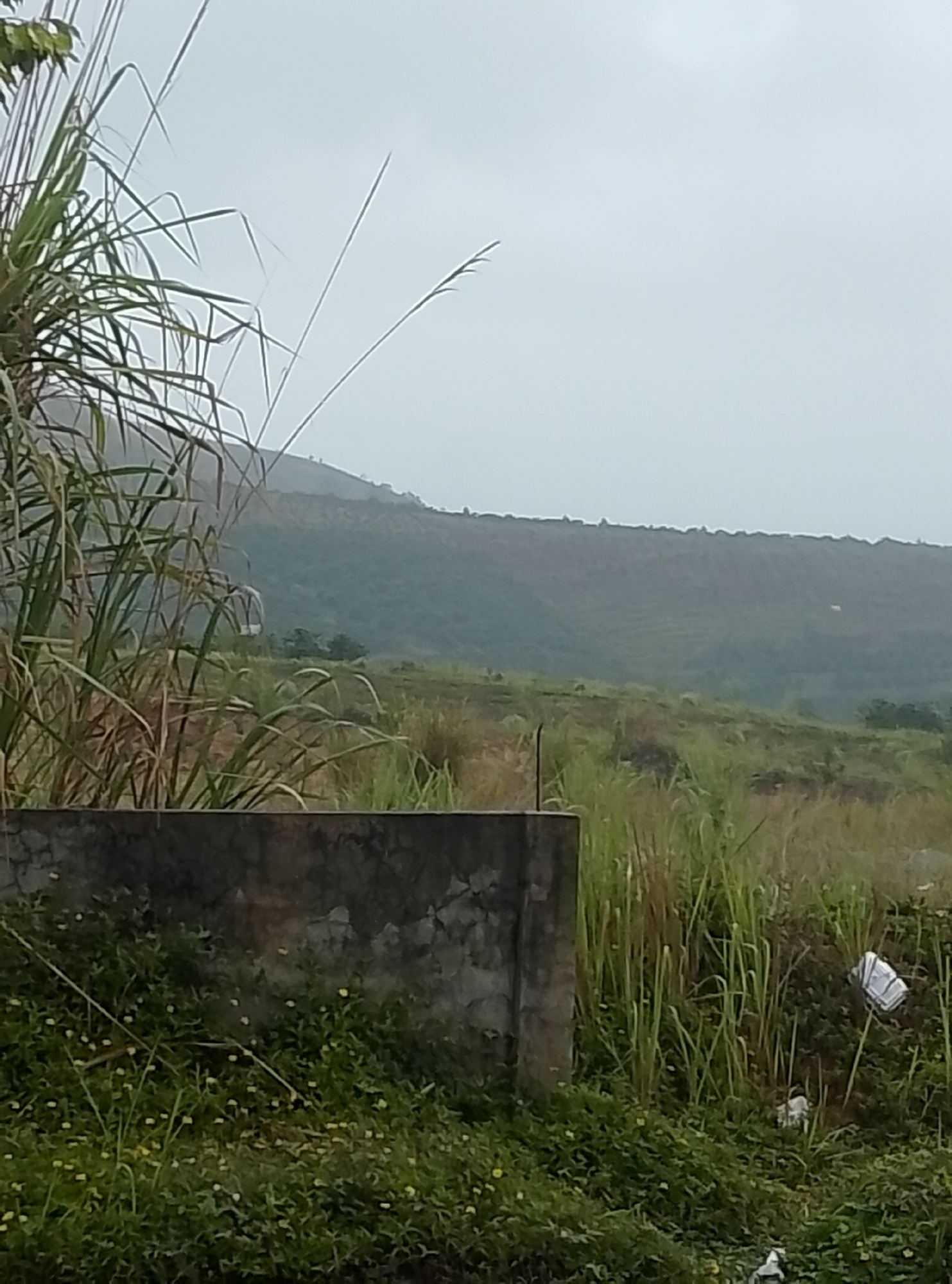 The image captures a serene, expansive landscape, likely a rural or undeveloped area in Bo Y, Vietnam, under a uniformly overcast sky. No people are visible, and there is no explicit activity taking place, conveying a sense of quiet solitude.
In the immediate foreground on the left, a dense cluster of tall, slender-bladed grasses, possibly sugarcane, fills the corner, their vibrant green leaves reaching upwards. Below these plants, a rough, textured concrete wall or low structure forms a horizontal barrier in the mid-foreground, showing signs of age and weathering. To the right of this concrete structure, the ground is covered in a mix of long green and straw-colored grasses, interspersed with small, low-lying plants featuring tiny white or yellow blossoms. A thin metal post is partially visible just behind the concrete wall. Further right in the foreground, some scattered litter, including a crumpled white plastic bag, can be seen amidst the vegetation.
The middle ground presents a vast expanse of gently rolling terrain, predominantly covered in varied shades of green and brown grasses and low-lying shrubs. This terrain slopes gradually upwards towards the background. Dominating the background is a long, undulating range of hills or low mountains, stretching across the entire horizon. These hills are covered in a mix of vegetation, appearing darker in some areas suggesting denser tree cover, and lighter in others, possibly indicating open fields or less dense growth. The sky above is a uniform light grey, indicating an overcast day, which casts a soft, diffused light over the entire landscape. The general atmosphere is one of natural tranquility, with a hint of wildness. No visible text is present in the image.