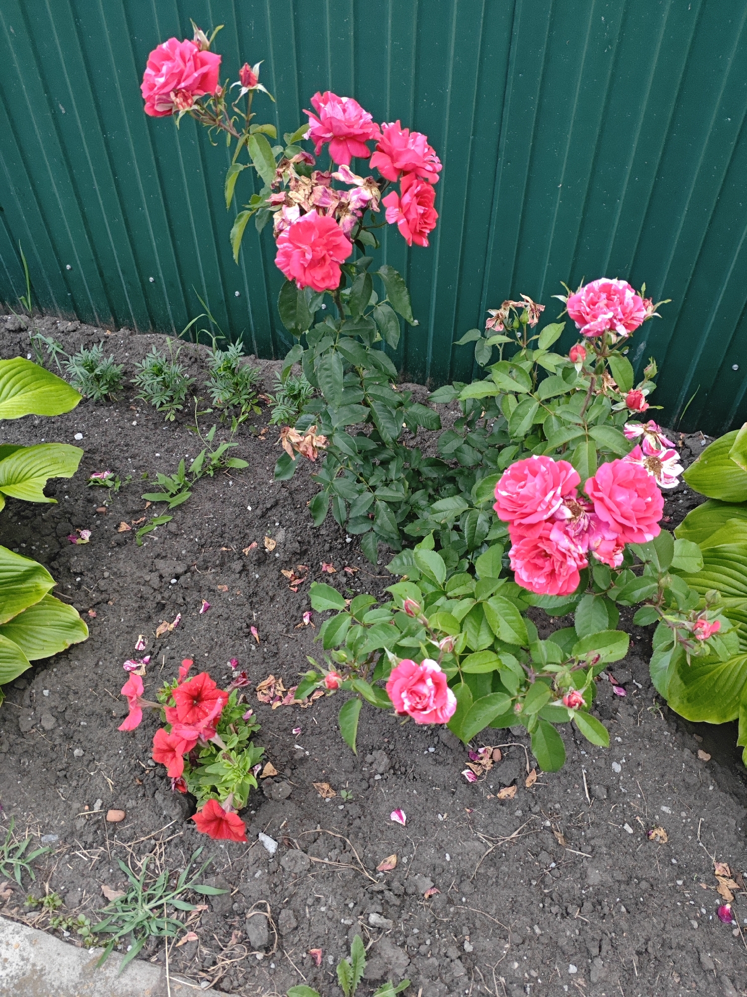The image shows a garden bed with several blooming pink roses, a cluster of red petunias, and large green hosta leaves. A dark green corrugated metal fence serves as the backdrop. The ground is dark soil, with some scattered fallen petals and dry leaves, and a concrete edge is visible in the lower left corner. The scene appears to be outdoors, with natural lighting. The location is identified as Peschanok, Russia. There are no people visible in the image.