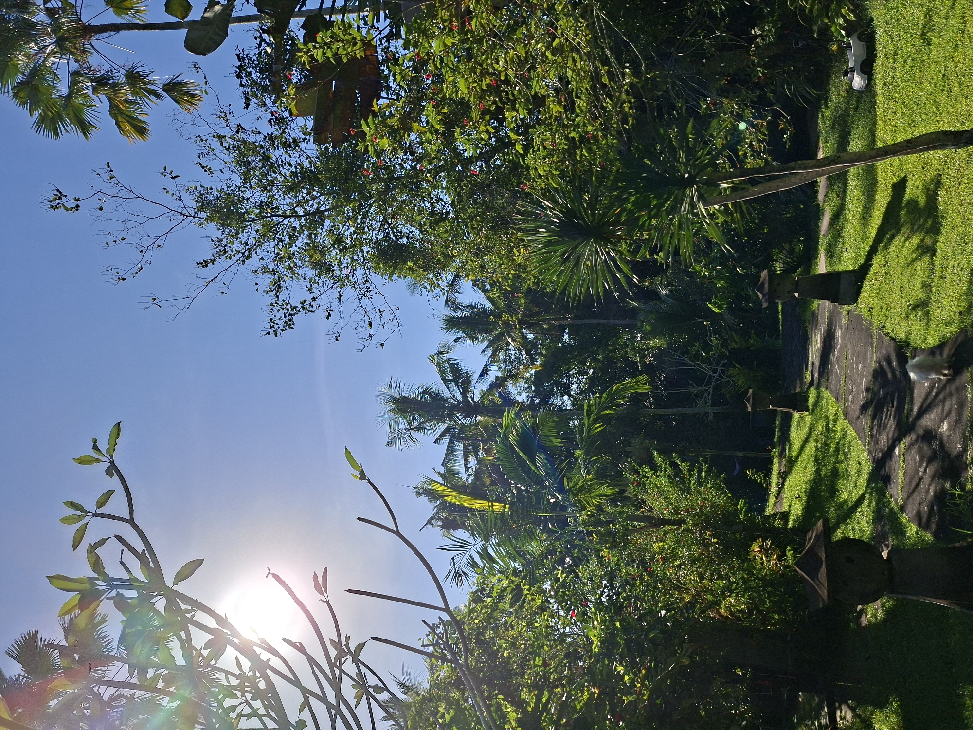 The image shows a tropical garden in the Ubud District, Indonesia. The foreground features foliage from various trees and plants, including plumeria trees with bare branches reaching toward the sun. Lush greenery fills the midground, with palm trees and flowering plants. A stone pathway runs through a green lawn, with stone markers along the edges. The sky is clear and bright blue, with sunlight shining through the trees.
