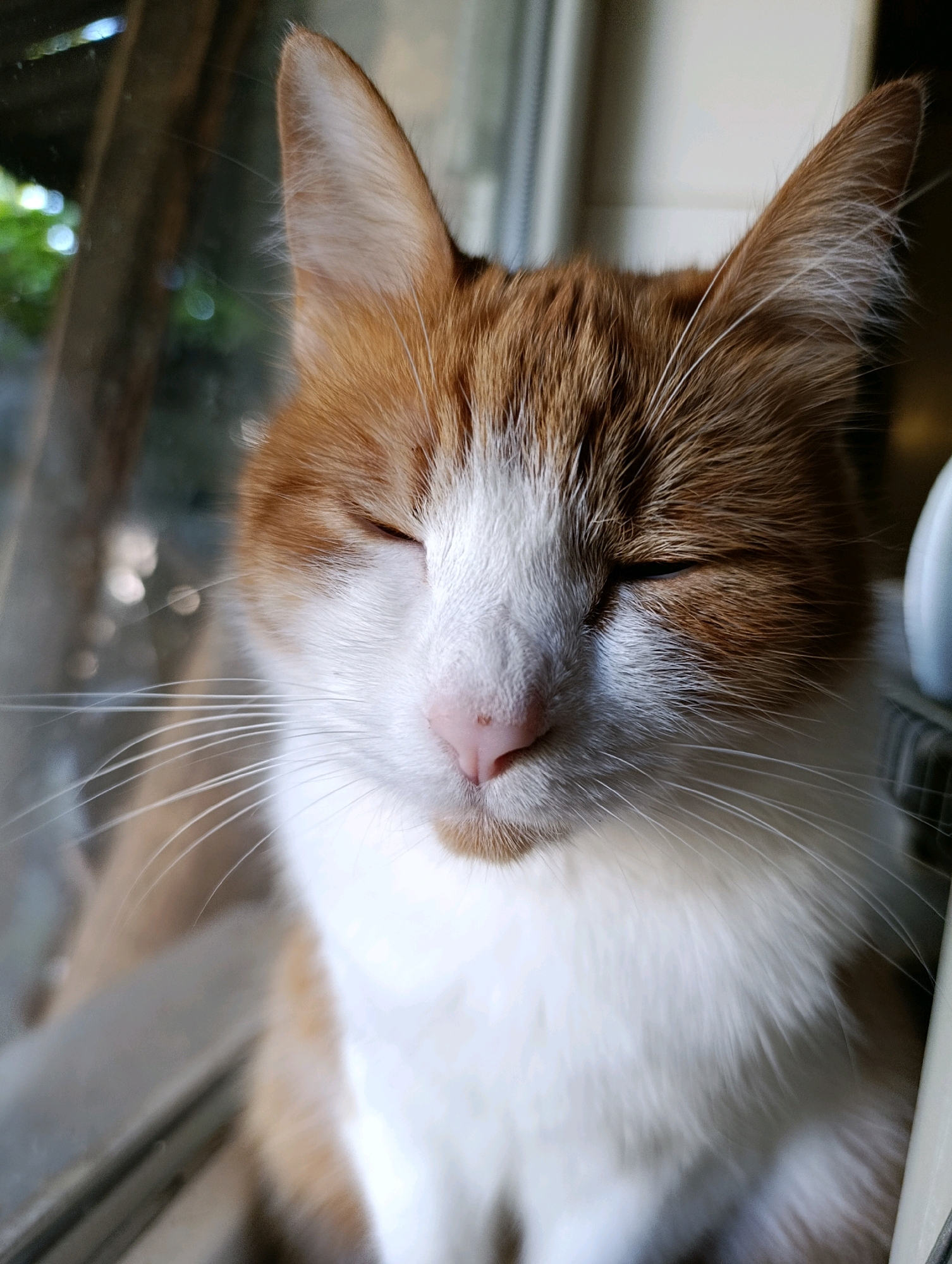 A ginger and white cat is pictured in close-up, with its eyes closed, resting its head against a window. The cat's fur is soft and fluffy, with prominent white whiskers. The background is blurred, showing greenery and hints of urban structures, suggesting an indoor setting adjacent to an outdoor environment. The location is specified as Cherkasy, Ukraine.
