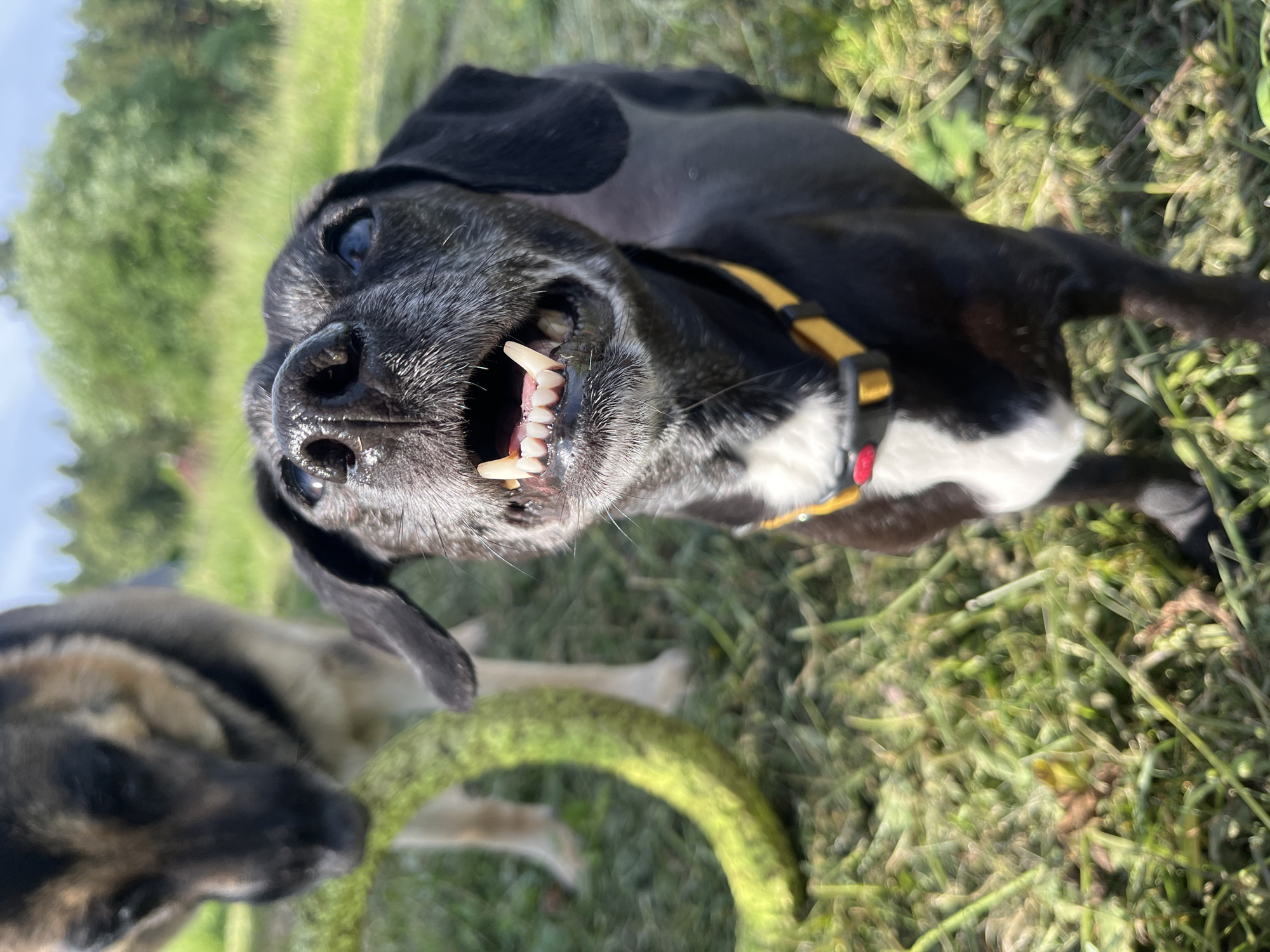 In this close-up, portrait-oriented photograph, two dogs are in a grassy outdoor setting. The primary subject is a black dog with white markings on its chest and a yellow collar. It is positioned in the foreground, with its head tilted upwards and mouth open, revealing its teeth. The dog's expression appears playful or excited. The background is blurred, showing green grass and some out-of-focus trees, suggesting a sunny day. The lighting indicates it is daytime, likely afternoon due to the warm tones.
Another dog, appearing to be a German Shepherd mix, is visible in the lower left portion of the frame, out of focus and in profile. Between the dogs, a bright green, circular dog toy is partially visible on the grass. The overall scene conveys a sense of canine companionship and outdoor recreation. There is no visible text in the image. The location context is Nizhny Tagil, Russia.