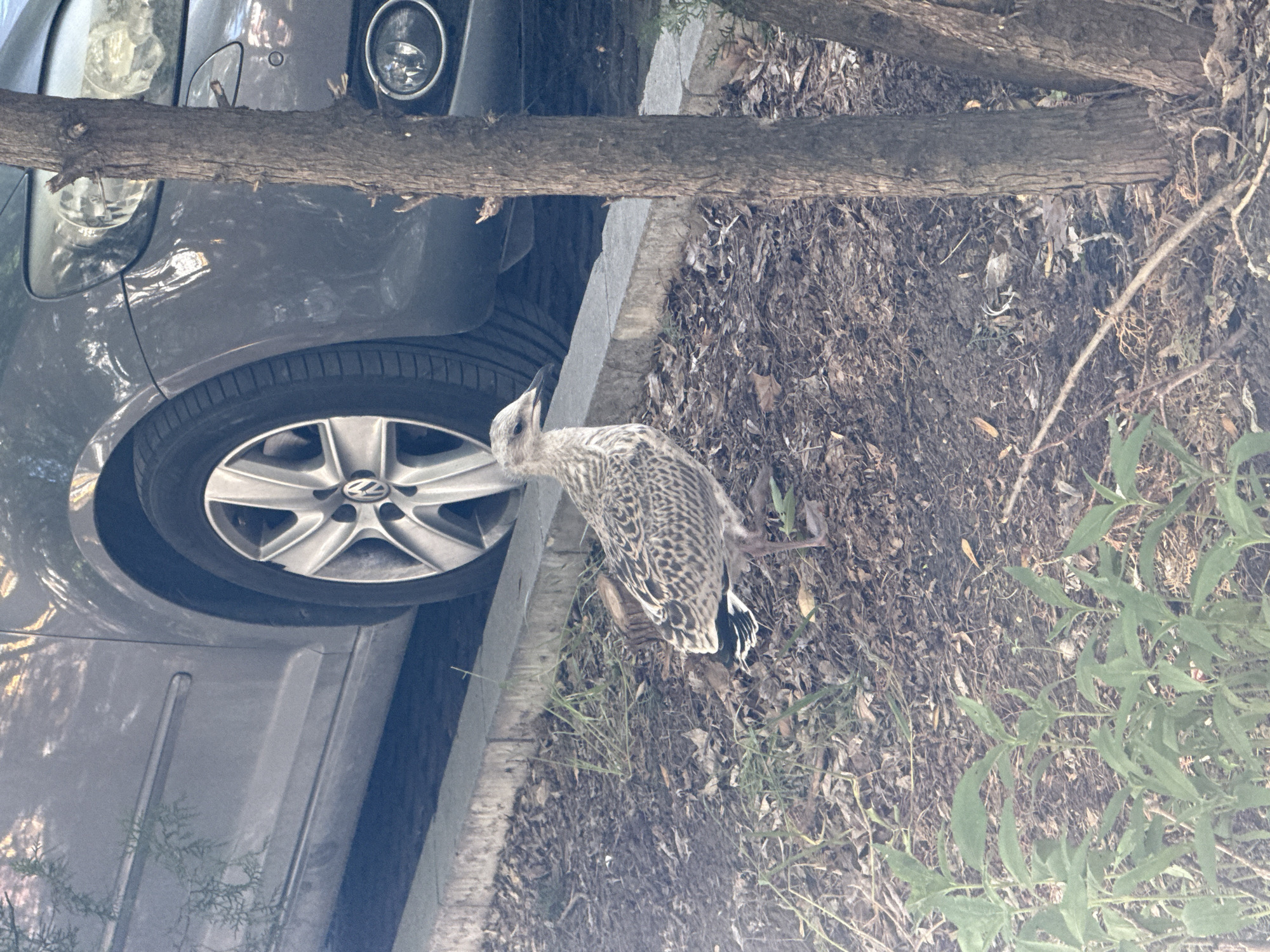 The image depicts a young seagull standing on the ground next to a grey car parked in an outdoor urban setting. The seagull is facing left, with its speckled plumage clearly visible. The car's wheel and part of its body are in the background. A tree trunk is prominently featured to the right of the seagull, and other vegetation, including green leafy plants, is present in the foreground and on the ground. The scene appears to be on a paved surface with loose soil and fallen leaves. The location is identified as Varna, Bulgaria.