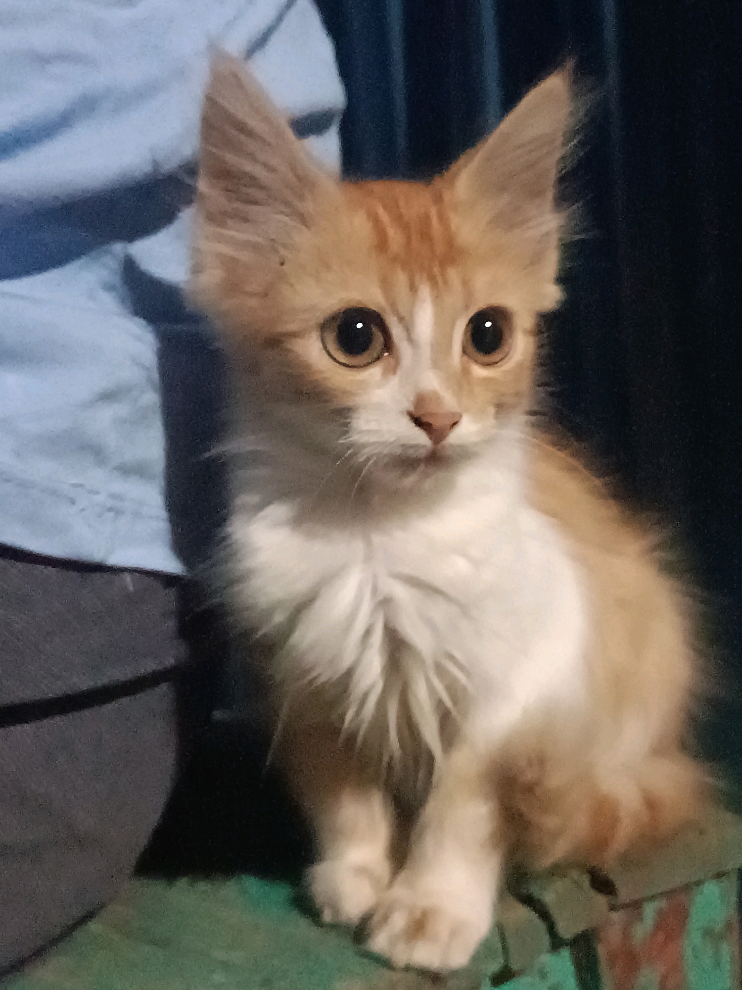 A ginger and white kitten sits on a green surface, possibly a table or bench, with a blurred background of blue fabric and dark curtains. The kitten is facing forward with its large, round eyes open and looking slightly to the right. Its ears are pointed upwards and outwards, and its fur is fluffy, particularly around its neck. The kitten's paws are visible in front of it. The overall lighting is dim, creating a somewhat moody atmosphere. The location is Vypasne, Ukraine.