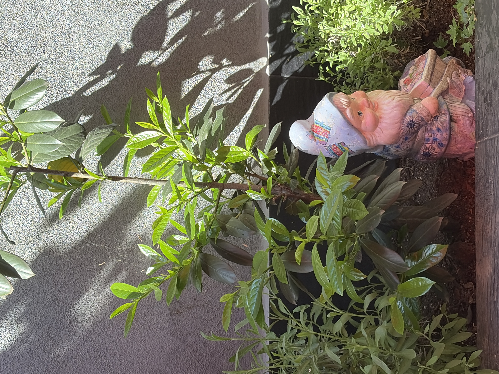 The image, taken in Plovdiv, Bulgaria, captures a sunlit garden or patio scene featuring a whimsical garden gnome amidst lush green plants. The view is angled, showing a textured light gray wall on the left and a planted area on the right.
A prominent garden gnome figurine is positioned on the right side, appearing to be sleeping peacefully. It has a fair, pinkish face, a long white beard, and is wearing a light blue pointed hat with colorful patterns, possibly depicting hearts or gift-like designs. Its body is adorned in a patterned blue and pink outfit, and it seems to be in a reclined or sleeping pose, nestled among the foliage.
Various green plants populate the scene. A significant plant or bush with relatively broad, glossy green leaves, some displaying a darker or reddish underside, extends from the lower center towards the upper left. Smaller, lighter green plants with more delicate leaves grow around the base of the gnome and in the foreground, thriving in dark soil which also appears to have some dark paving or a wooden edge.
Sharp, elongated shadows of leaves are distinctly cast across the textured gray wall, indicating bright, direct sunlight. This suggests the photograph was taken on a clear, sunny day, likely during morning or late afternoon when the sun is low enough to create such pronounced shadows. The overall impression is one of peaceful garden decor in a sunny outdoor setting. There is no visible text in the image.