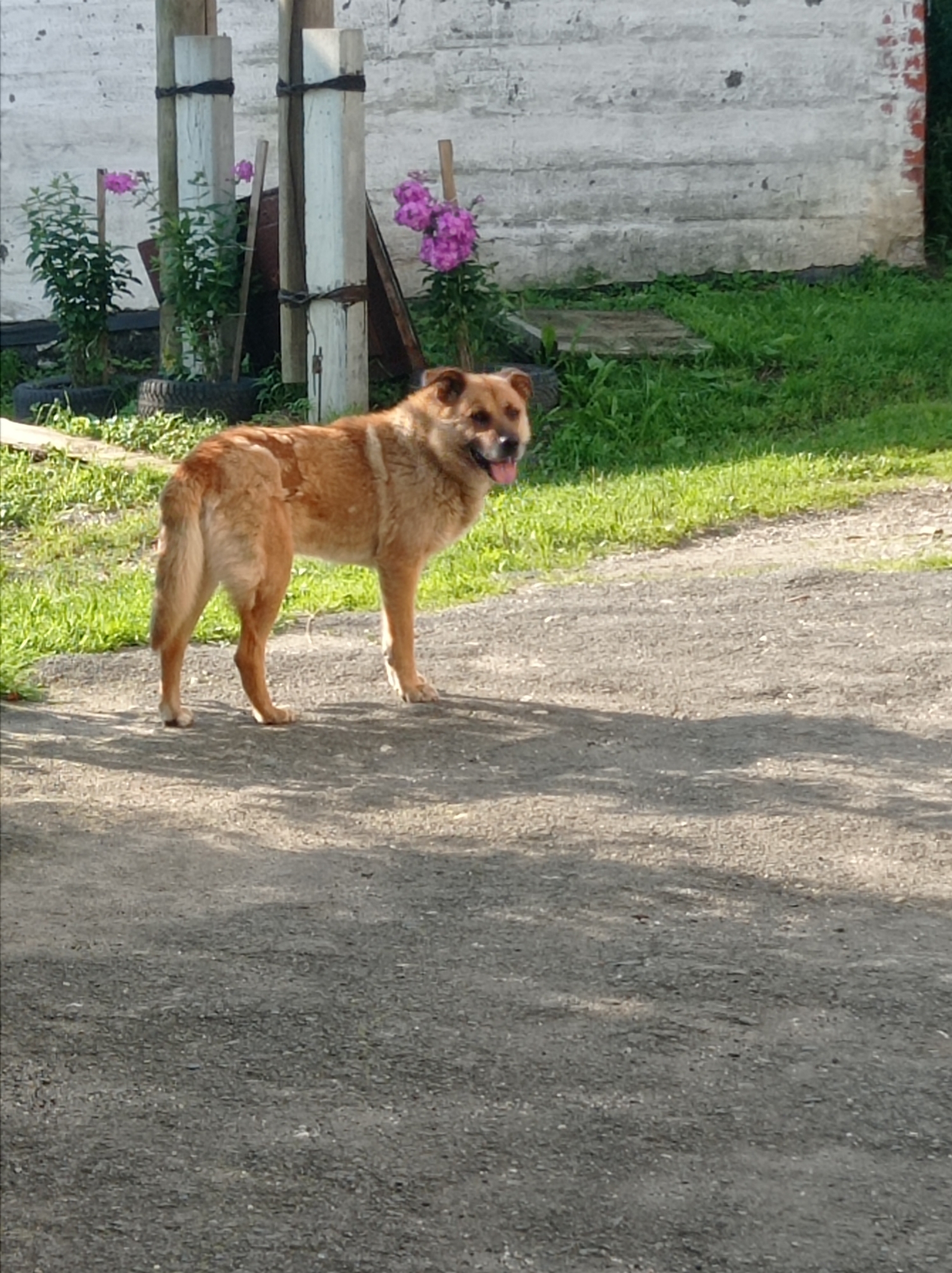An outdoor, medium shot captures a tan-colored dog with light brown markings standing on a gravelly dirt path. The dog is facing towards the right side of the frame, with its mouth open and tongue visible, appearing to be panting. Its tail is held low and slightly to the side. Behind the dog, a patch of green grass leads to a weathered white brick wall. To the left of the wall are two vertical wooden posts wrapped with black tape, with small green plants and purple flowers growing near their base. The ground in the foreground is a textured mix of dirt and gravel, with dappled shadows suggesting overhead foliage. The overall impression is a rustic, outdoor setting.