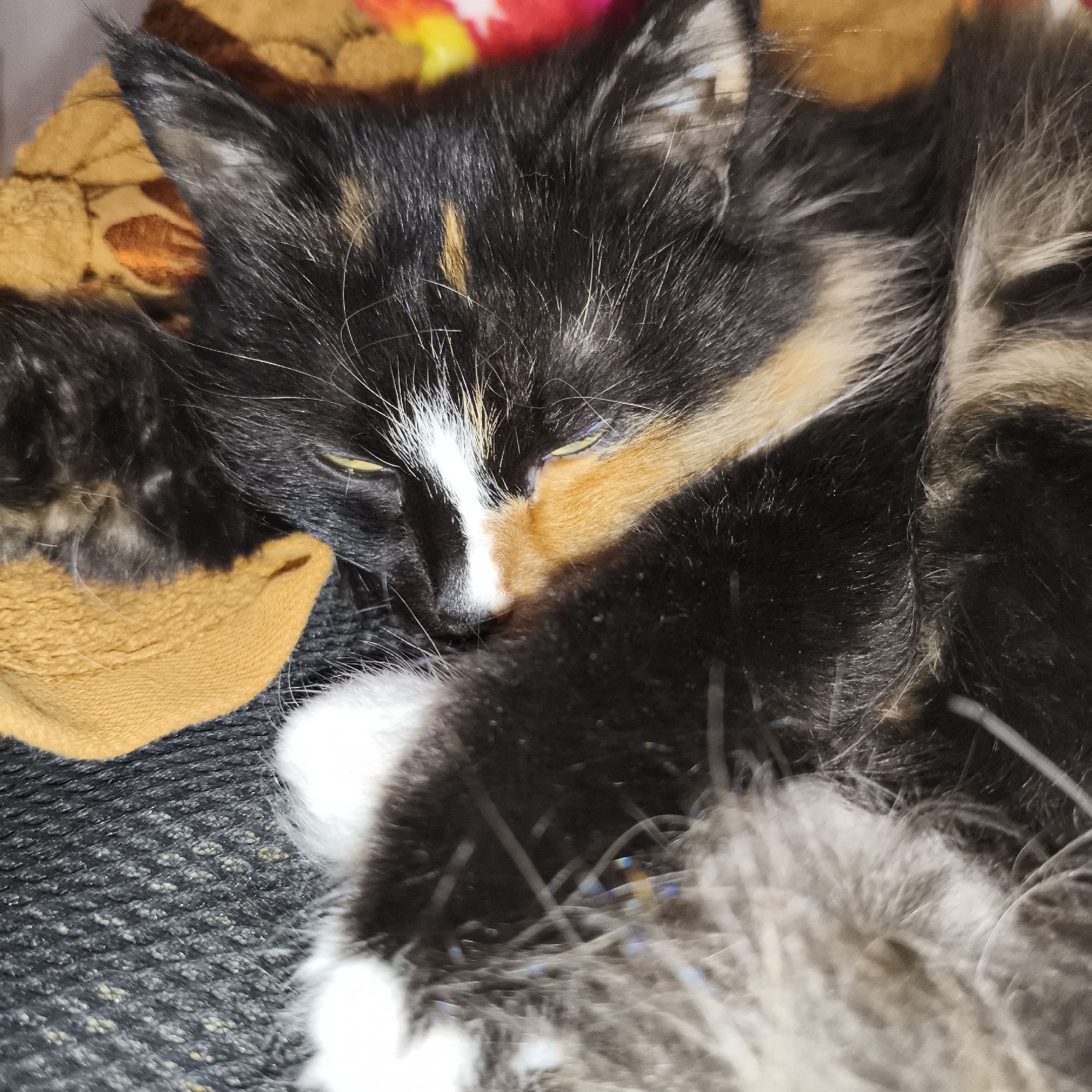 A calico cat, exhibiting black, orange-tan, and white fur patterns, is depicted resting or sleeping in an indoor environment in Chaikovsky, Russia. The cat is curled up, with its eyes partially open, revealing yellow irises. A prominent white stripe is visible on its face, extending down its nose. A smaller, dark-furred feline, possibly a kitten, is nestled closely to the left side of the calico cat, largely obscured. Both animals are positioned on a dark, textured surface, consistent with a blanket or upholstery, which displays a subtle, raised pattern with lighter, possibly off-white, specks. To the upper left and behind the cats, a crumpled light brown fabric object is visible, with an out-of-focus red and yellow textile item in the background.