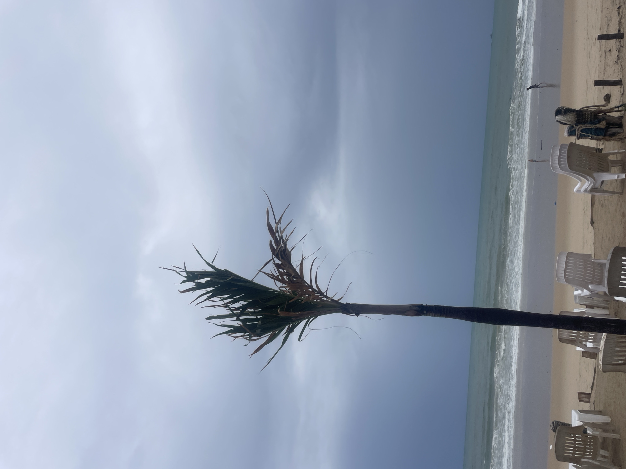 The image depicts a coastal scene, likely a beach, near Choeng Thale, Thailand. In the foreground, there is a palm tree with its trunk pointing towards the ocean. The tree has a mix of green and brown fronds. The background shows the ocean with gentle waves meeting the sandy beach. Rows of white plastic chairs are lined up along the beach, and some are stacked. In the distance, a figure appears to be walking along the shoreline. The sky is overcast.