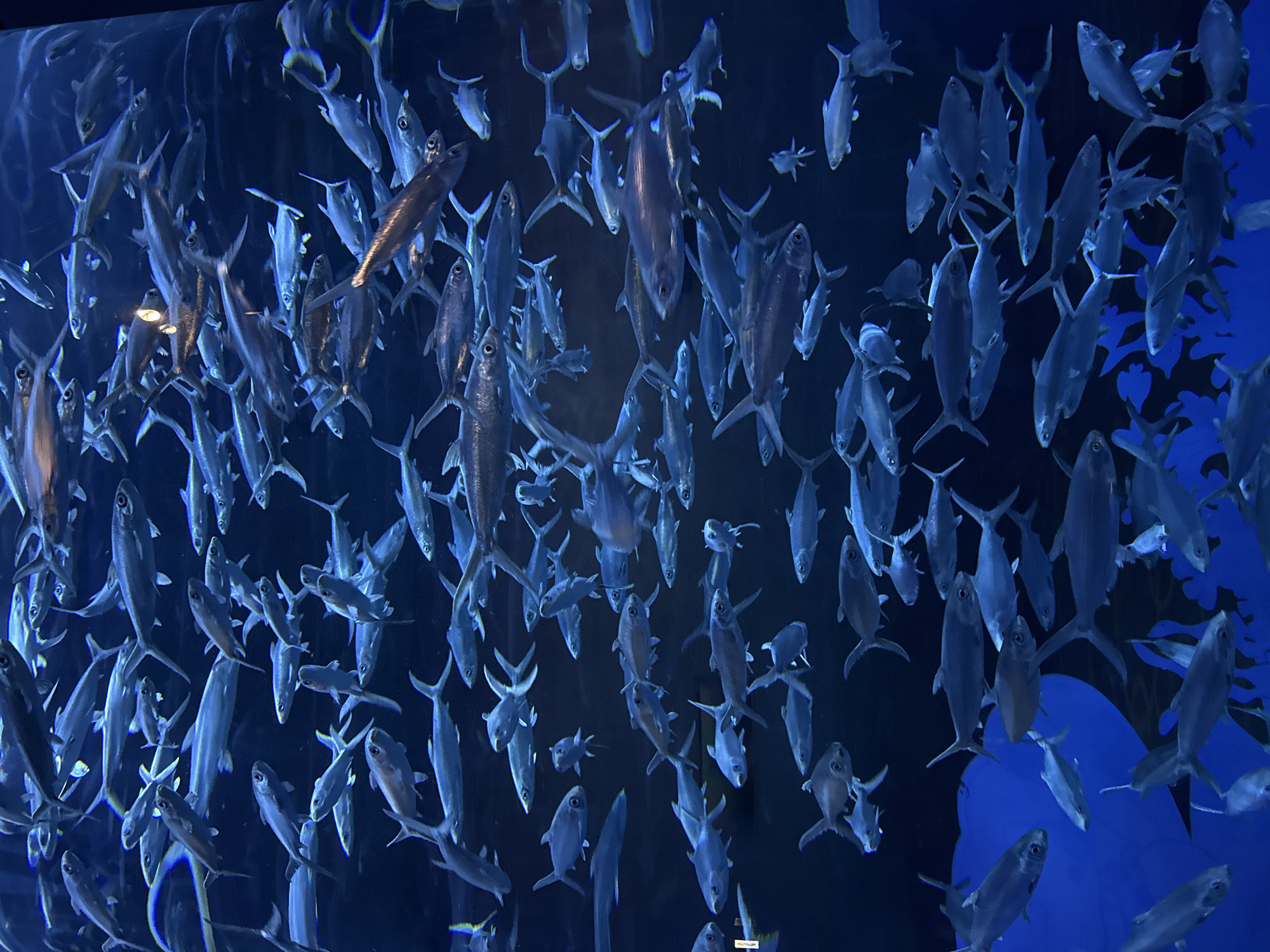 The image depicts a large school of silver-colored fish swimming in a dark blue aquarium. The fish are densely packed, with overlapping bodies and fins. The background is predominantly dark, with some blue and black shapes suggesting a reef or other underwater structure on the right. The lighting is somewhat dim, creating a sense of depth and mystery. The scene appears to be a display at an aquarium facility. Given the prompt, a plausible location for this image would be an aquarium in Hong Kong, China.