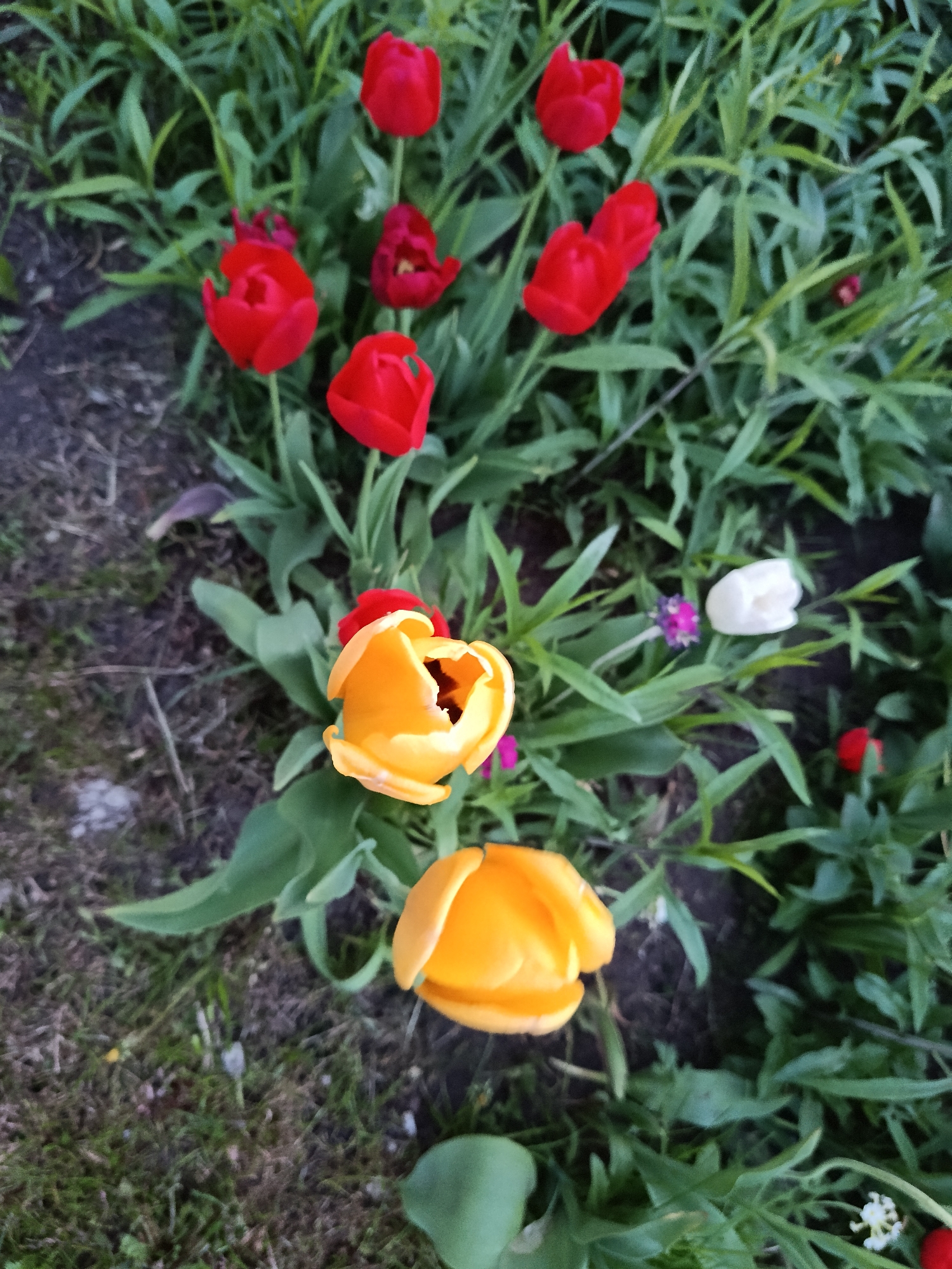 A high-angle shot captures a cluster of tulips in bloom. Two vibrant yellow tulips are in the foreground, with one partially open, revealing its interior. Several red tulips are visible behind the yellow ones. The tulips are surrounded by green foliage, mixed with grasses, suggesting they are in a garden or planted area. A single white flower and a purple flower are also seen amidst the greenery. The presence of dark soil and some grassy patches around the flowers implies an outdoor setting, likely a garden or park. The location is not ascertainable from the image, but the query specifies that the location is Moscow, Russia, thus assuming the location is a garden in Moscow.