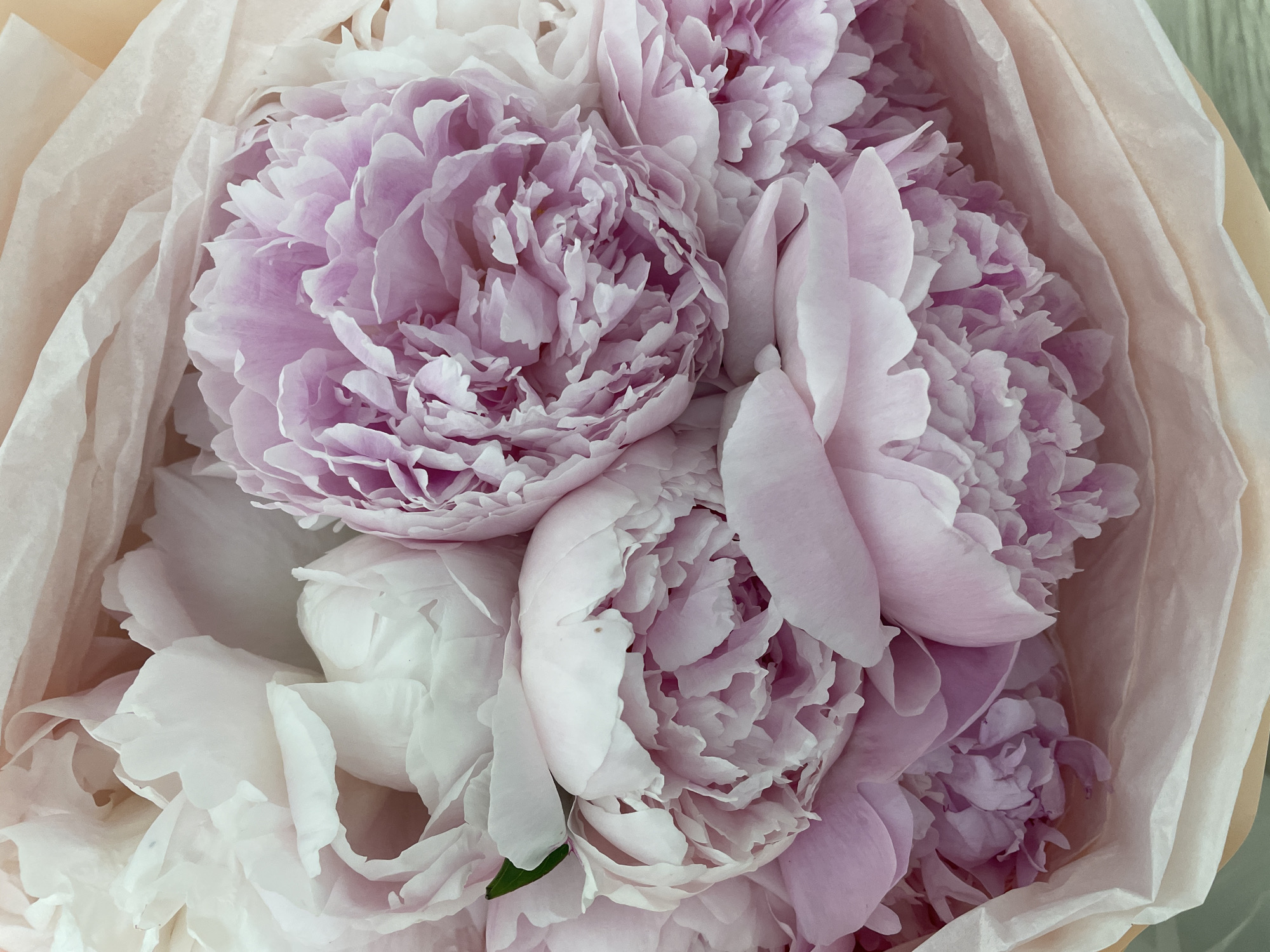 A close-up, overhead shot displays a bouquet of light pink and white peonies wrapped in delicate, light pink paper. The flowers are densely packed and their ruffled petals are the primary focus. A hint of green is visible from a single leaf. The background is softly blurred, with the light pink paper wrapping extending outwards. There are no people, animals, or structures visible in the image. The location is noted as Rozsoshentsi, Ukraine.