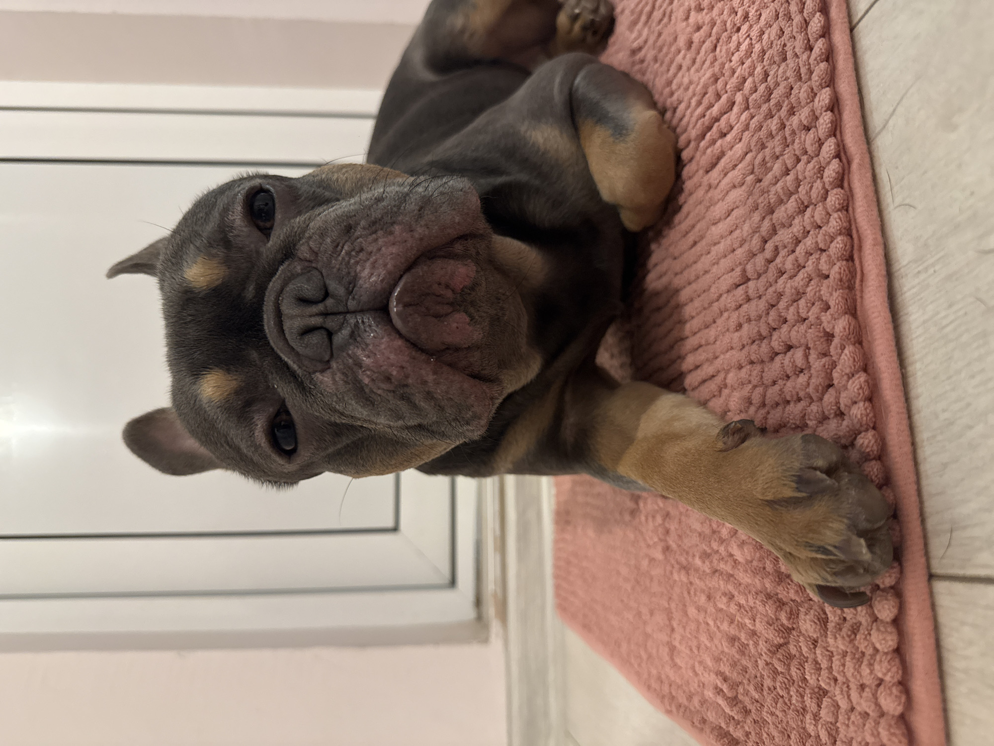 A blue and tan French Bulldog puppy is lying on its back on a pink, plush rug indoors. The floor beneath the rug appears to be light-colored wood laminate. In the background, there is a white wall with a window frame. The location is unknown but potentially in Burgas, Bulgaria. The puppy is the only subject.